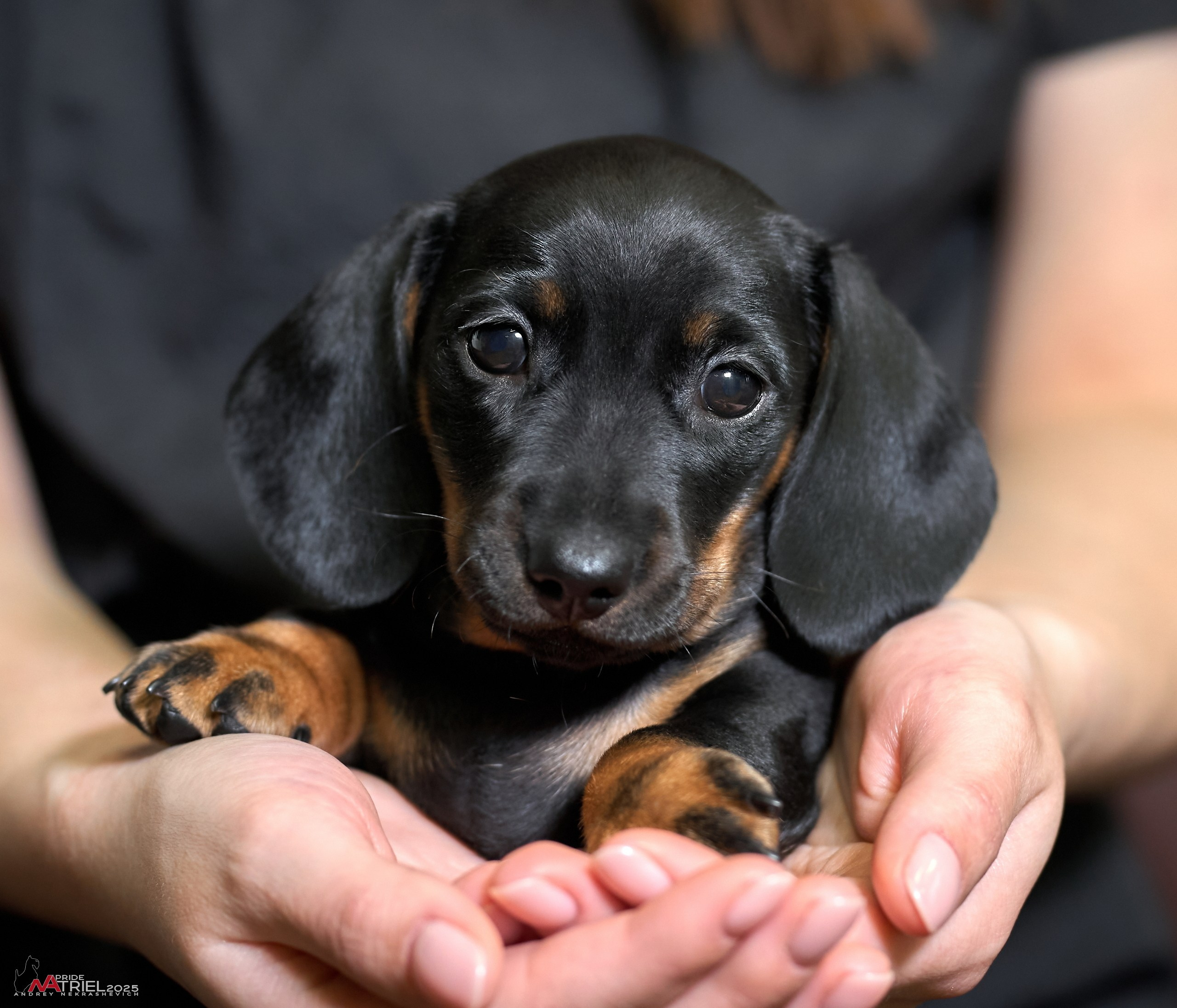 Щенки дома — галерея NATRIEL