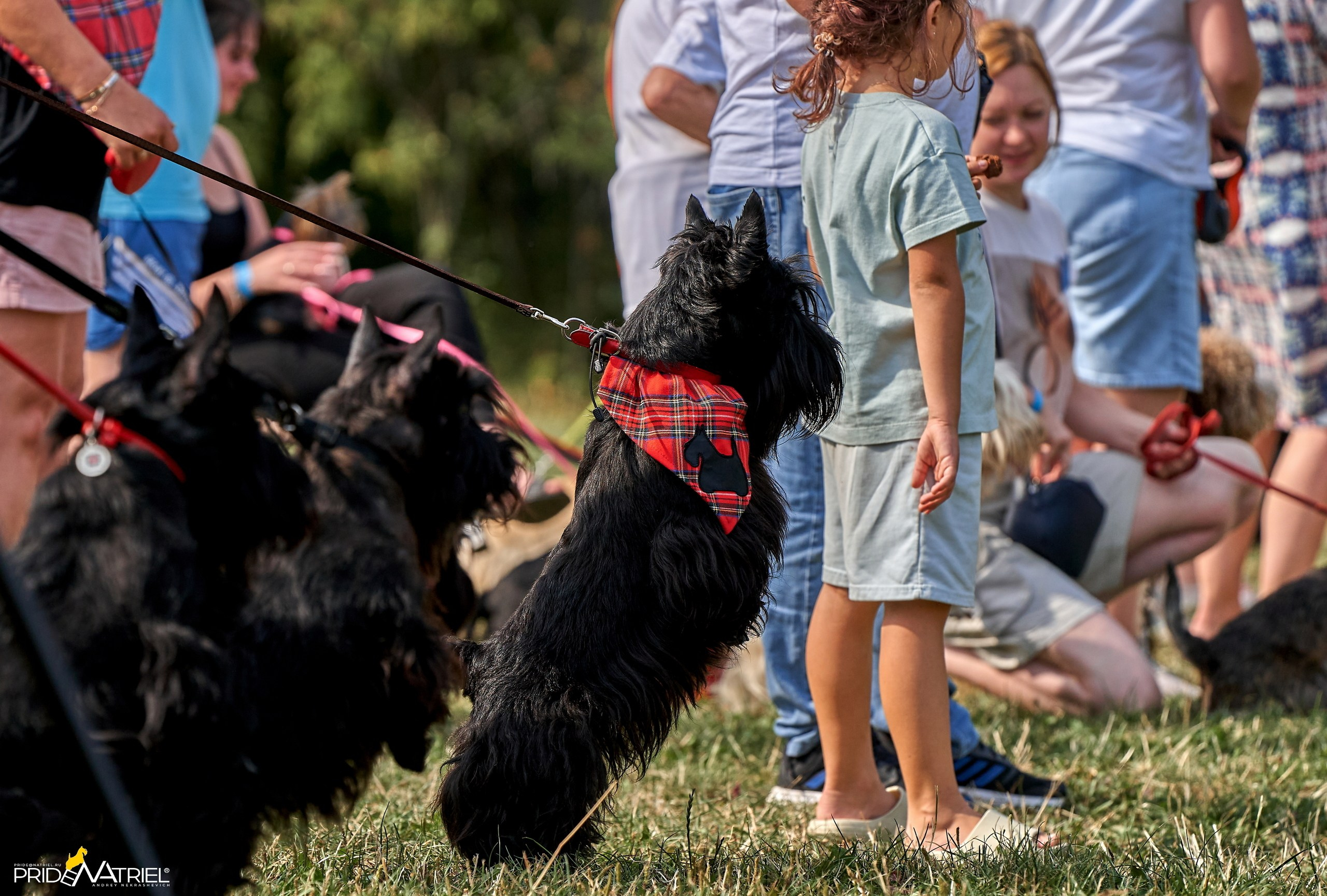 Мероприятия с собаками — галерея NATRIEL