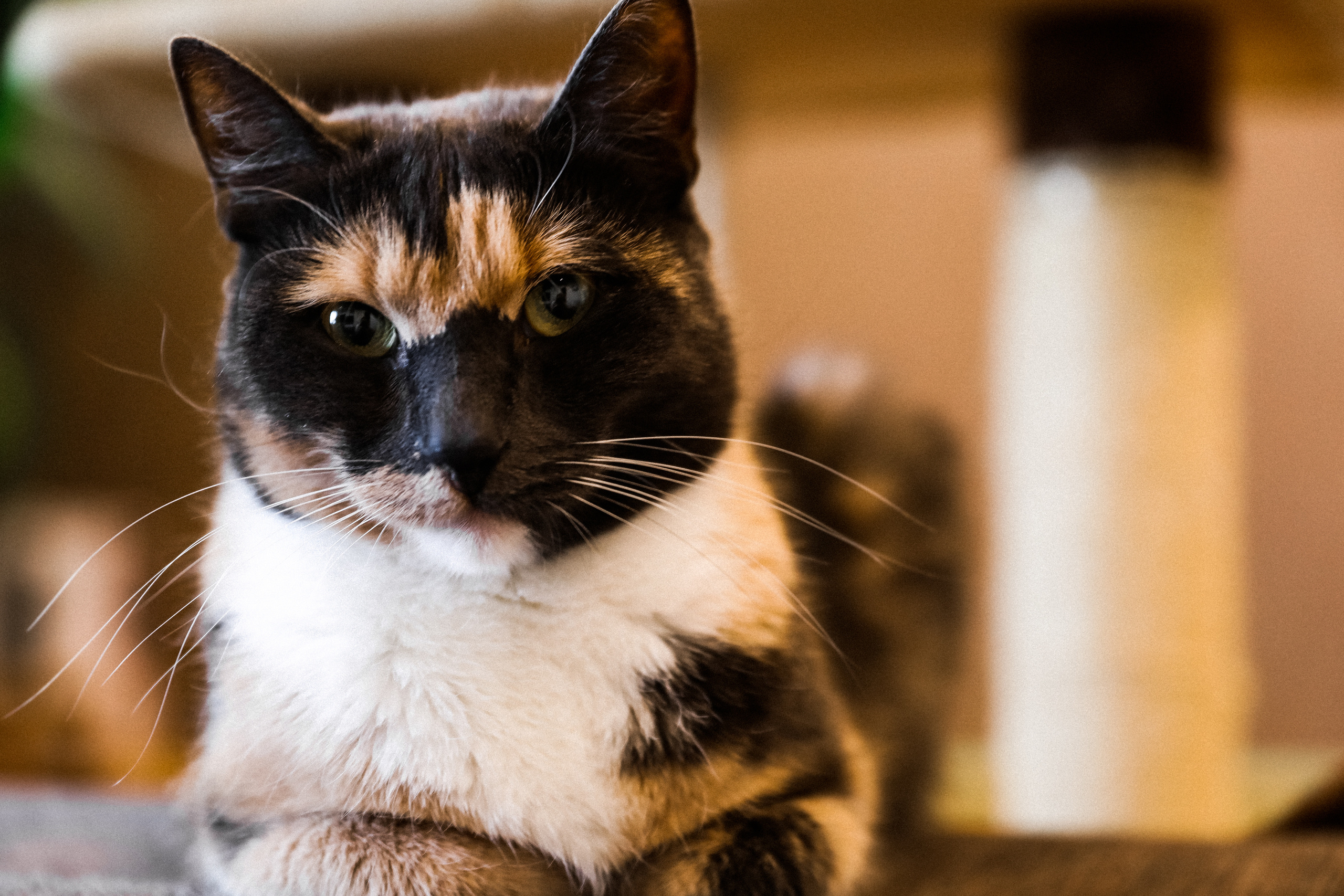 Маша Миша Макс (почти год). Свадебный и семейный Фотограф Денис Кошель