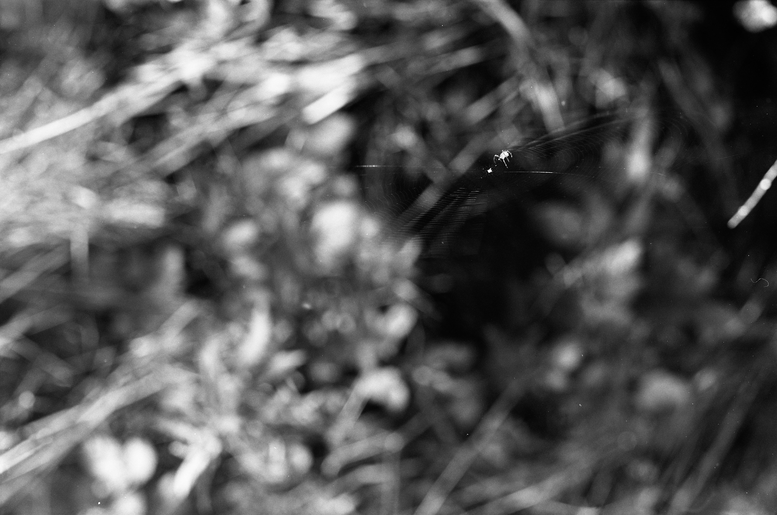 Пейзаж. Портретный фотограф Виктор Льерена