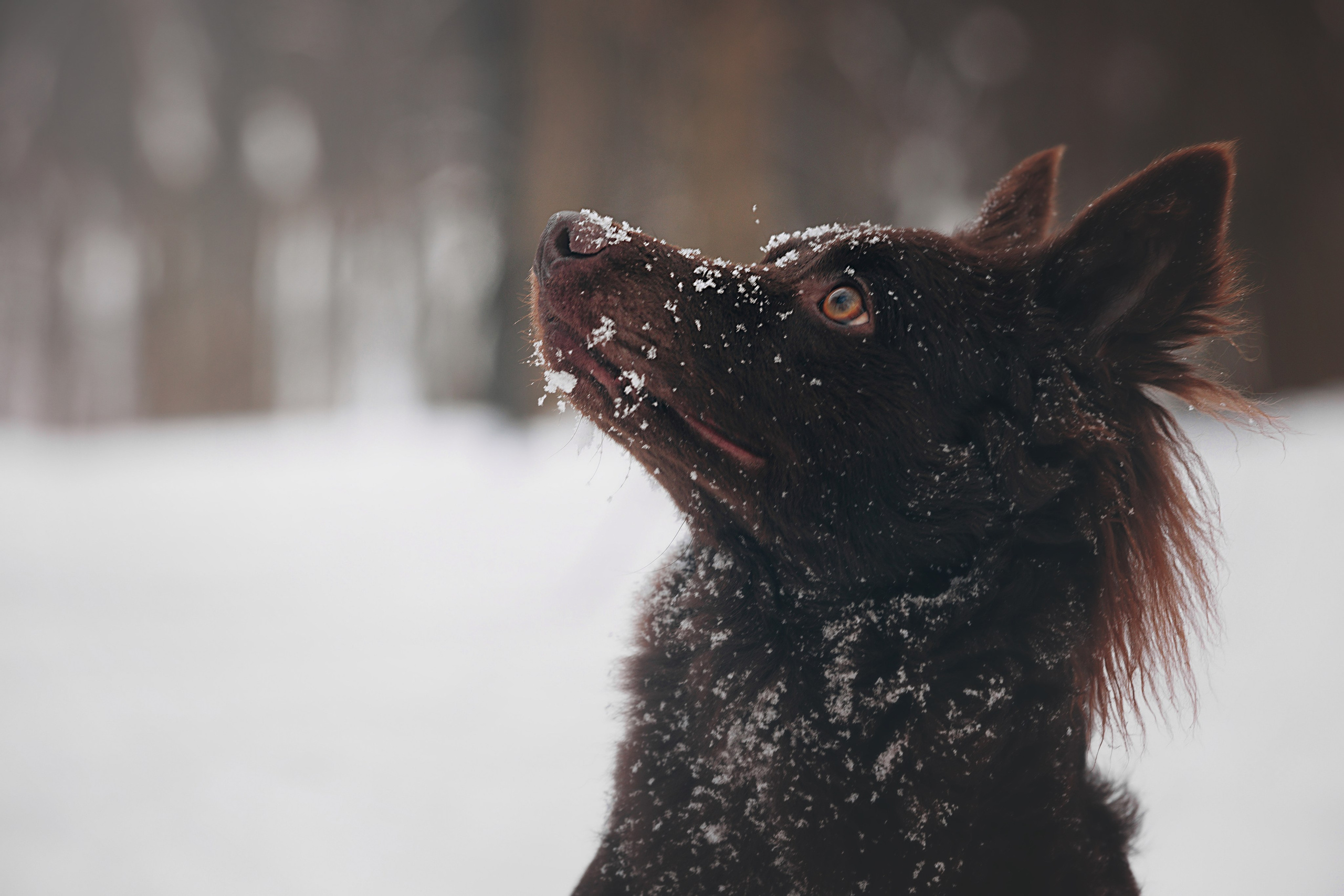 Соня и Персей в Нескучном саду. Фотограф анималист Кристина Карпова, Москва