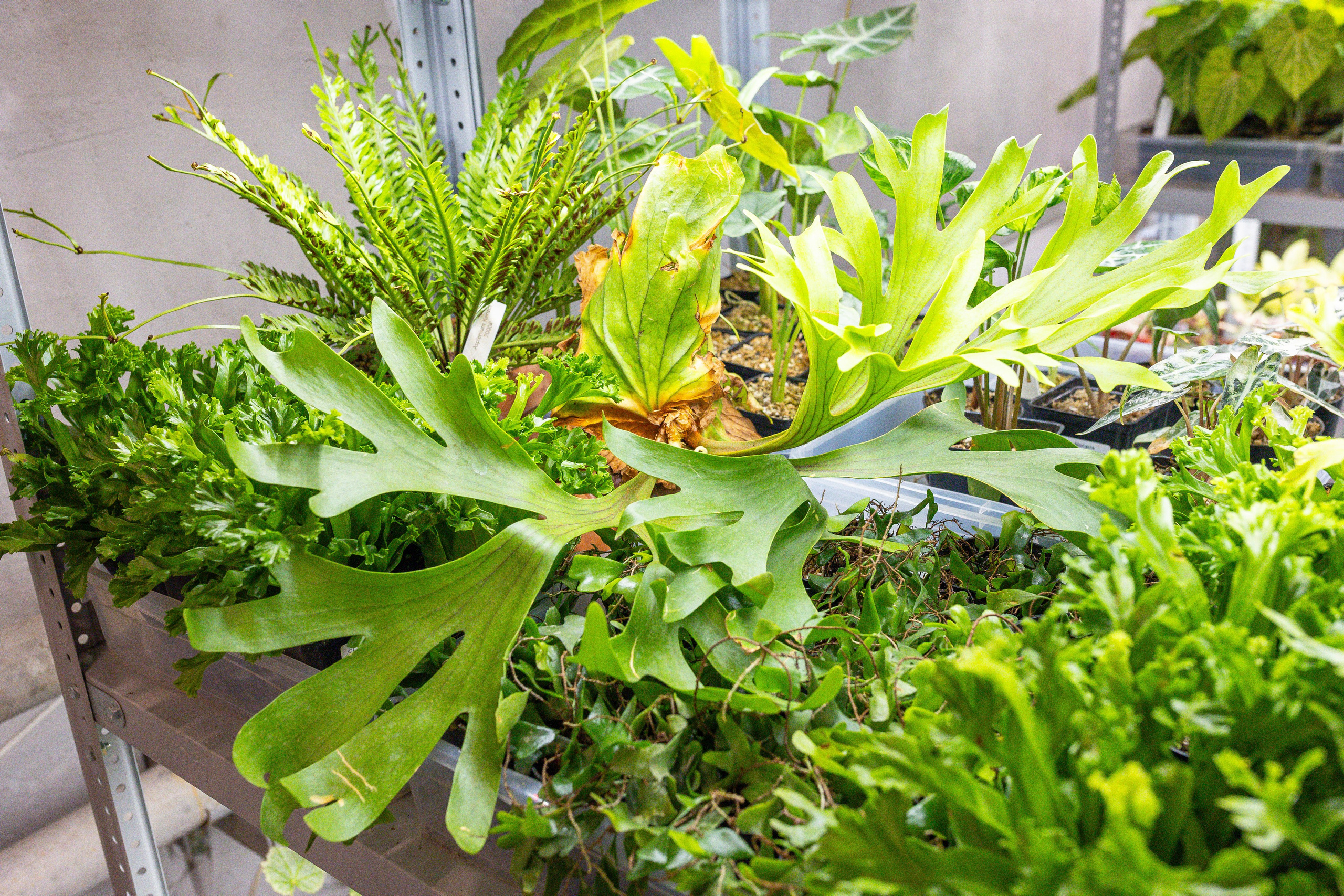 Ярмарка Green Rare 20.09.25. Александра Куликова фотограф, Москва