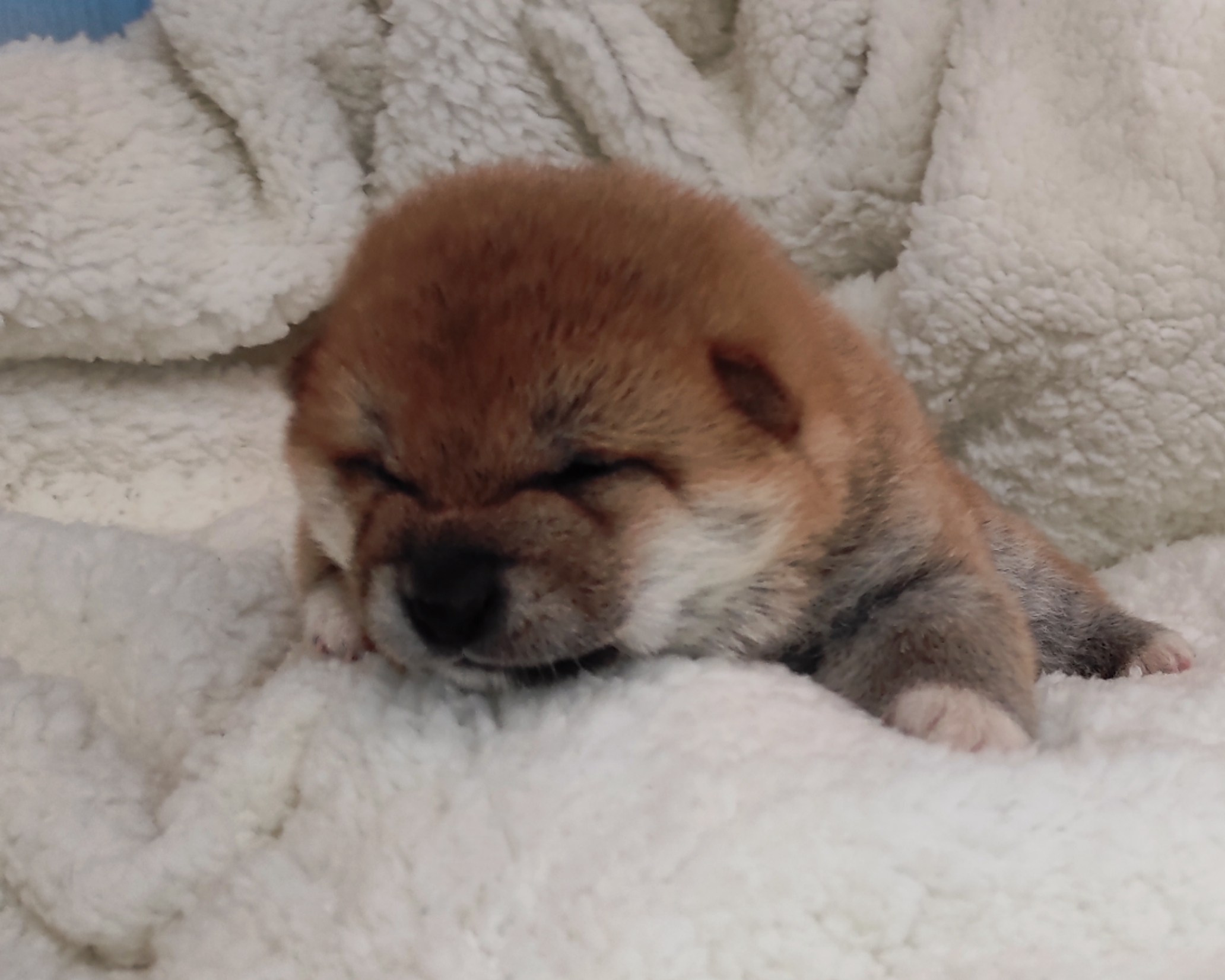 сиба питомник Рубилайт щенки на продажу rubylight  сиба щенки купить СПб Санкт-Петербург 