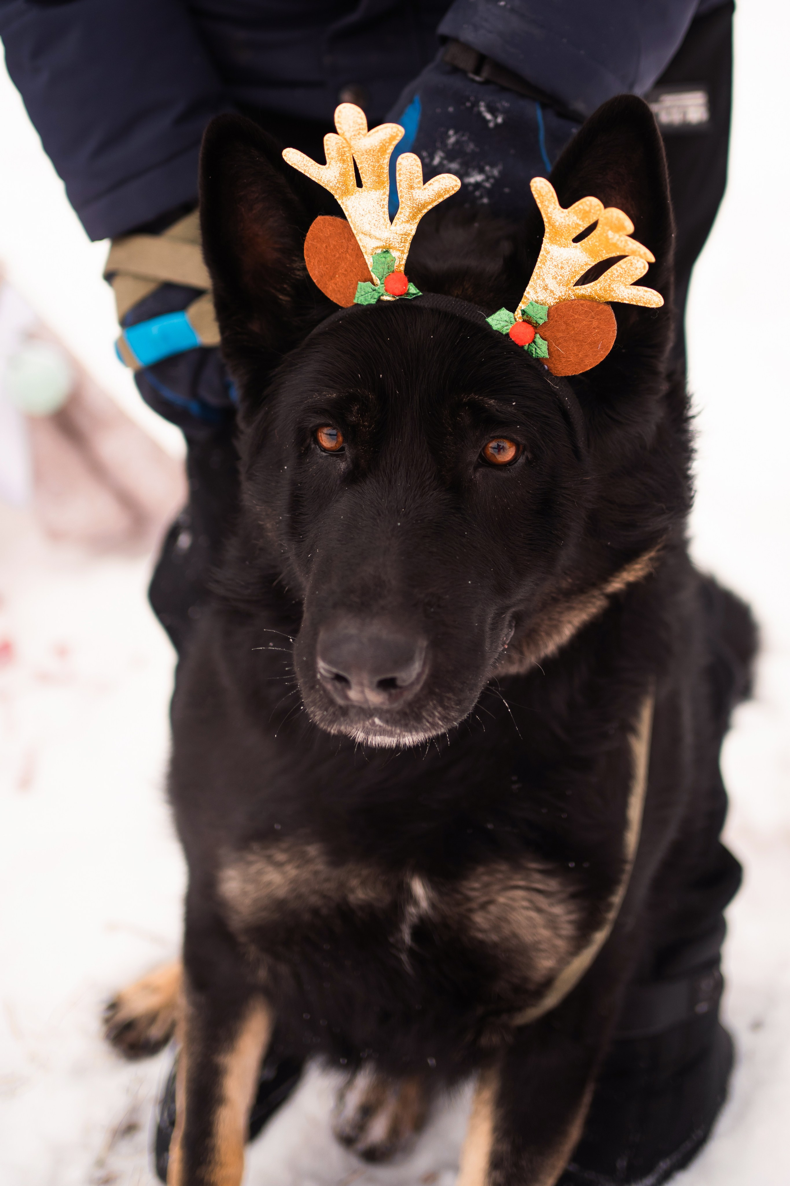 Г. Миасс 2023-2024. Фотограф-анималист Анастасия Большакова