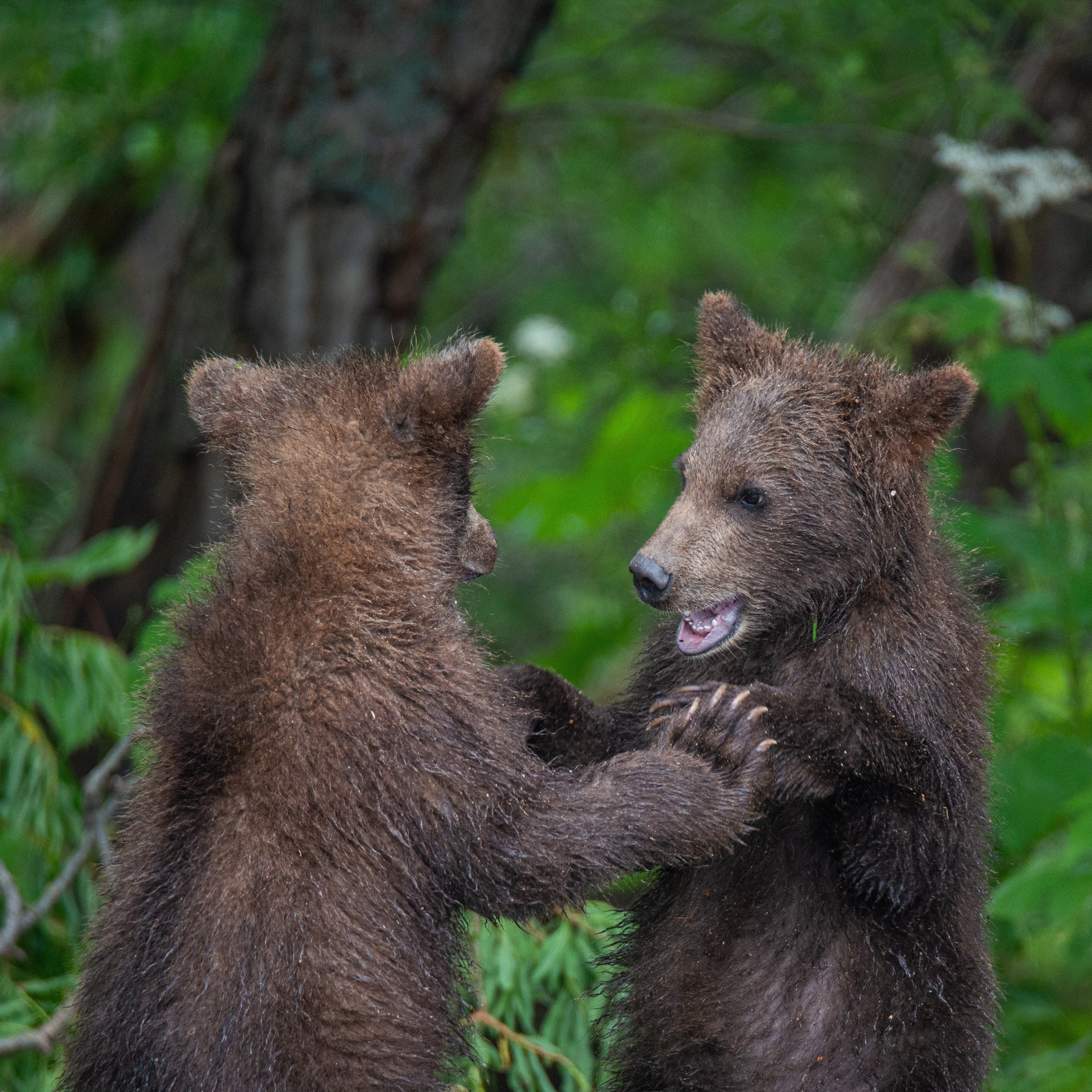 Камчатка — земля медведей. Игорь Иванко — Репортажный и событийный фотограф. Москва