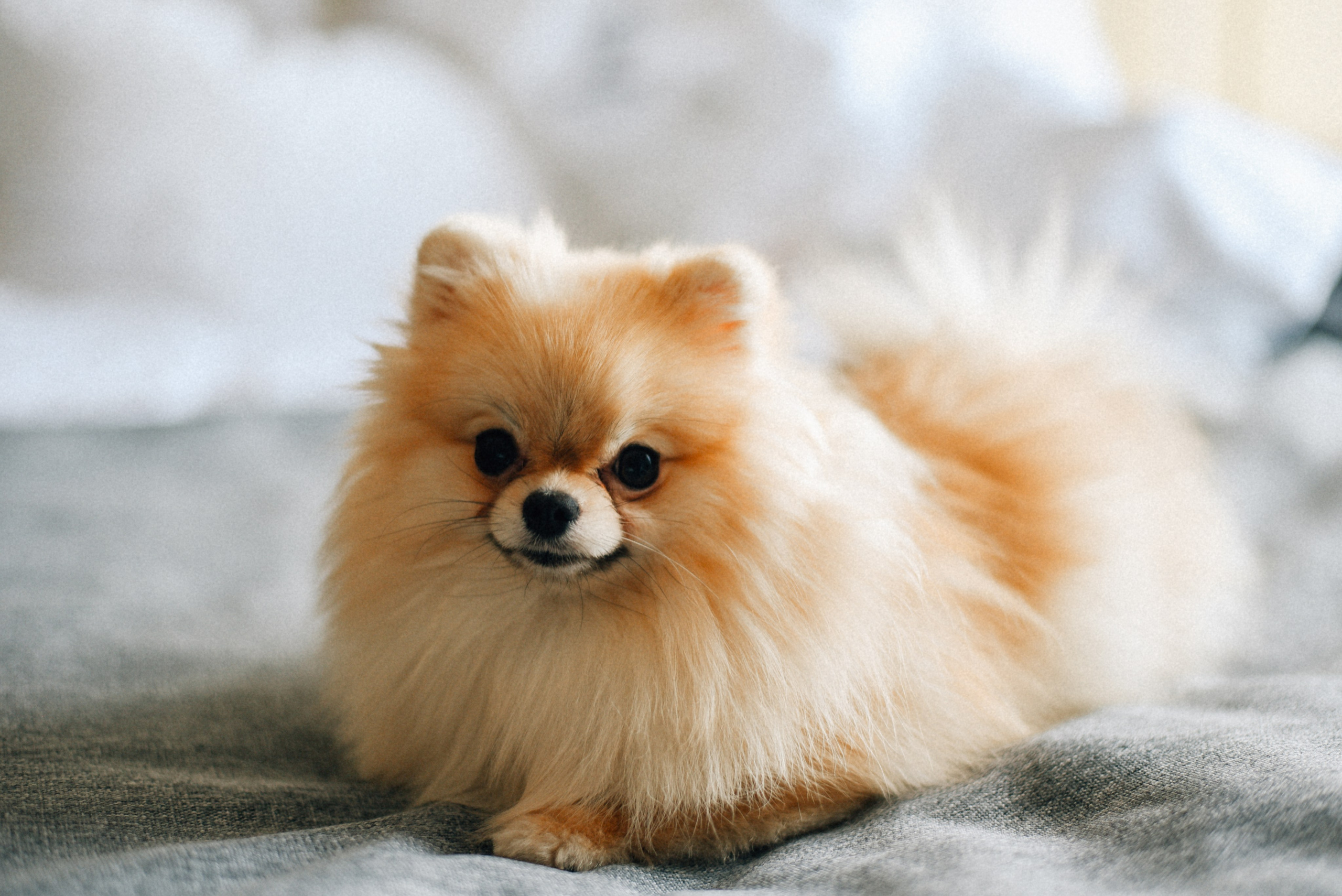 ARBAT HOUSE HOTEL. Фотограф Лола Волна, город Москва