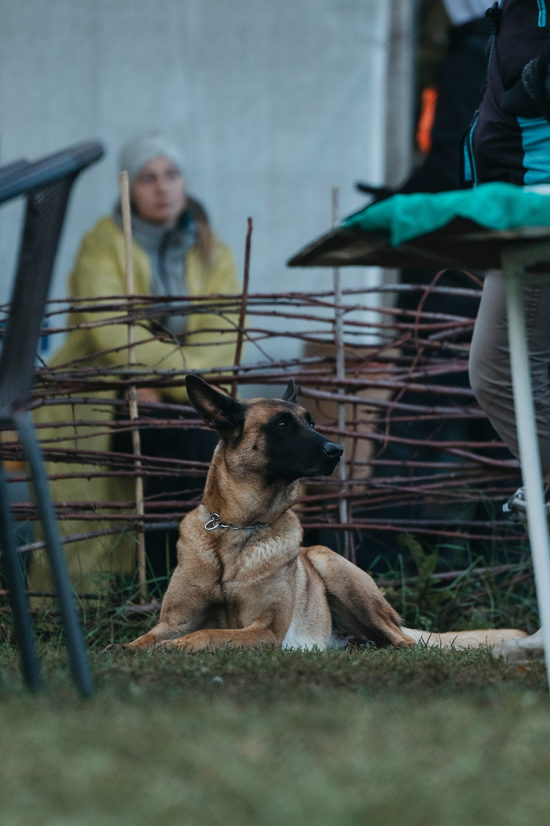 Испытания по мондьорингу г. Пушкин 29.09.2024. Фотограф-анималист Анна Маринич
