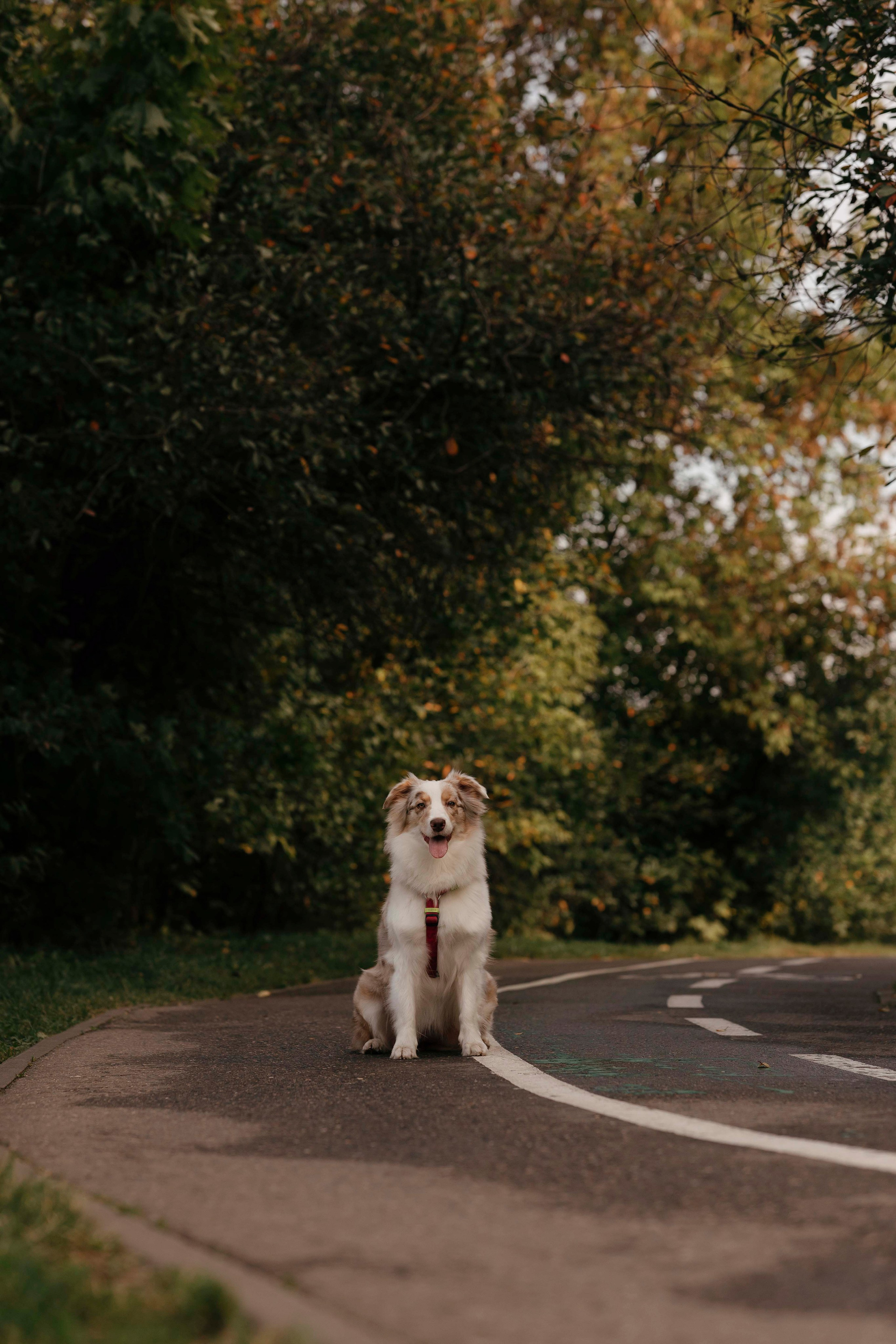 Дженни. Фотограф- анималист Александра Матвеева