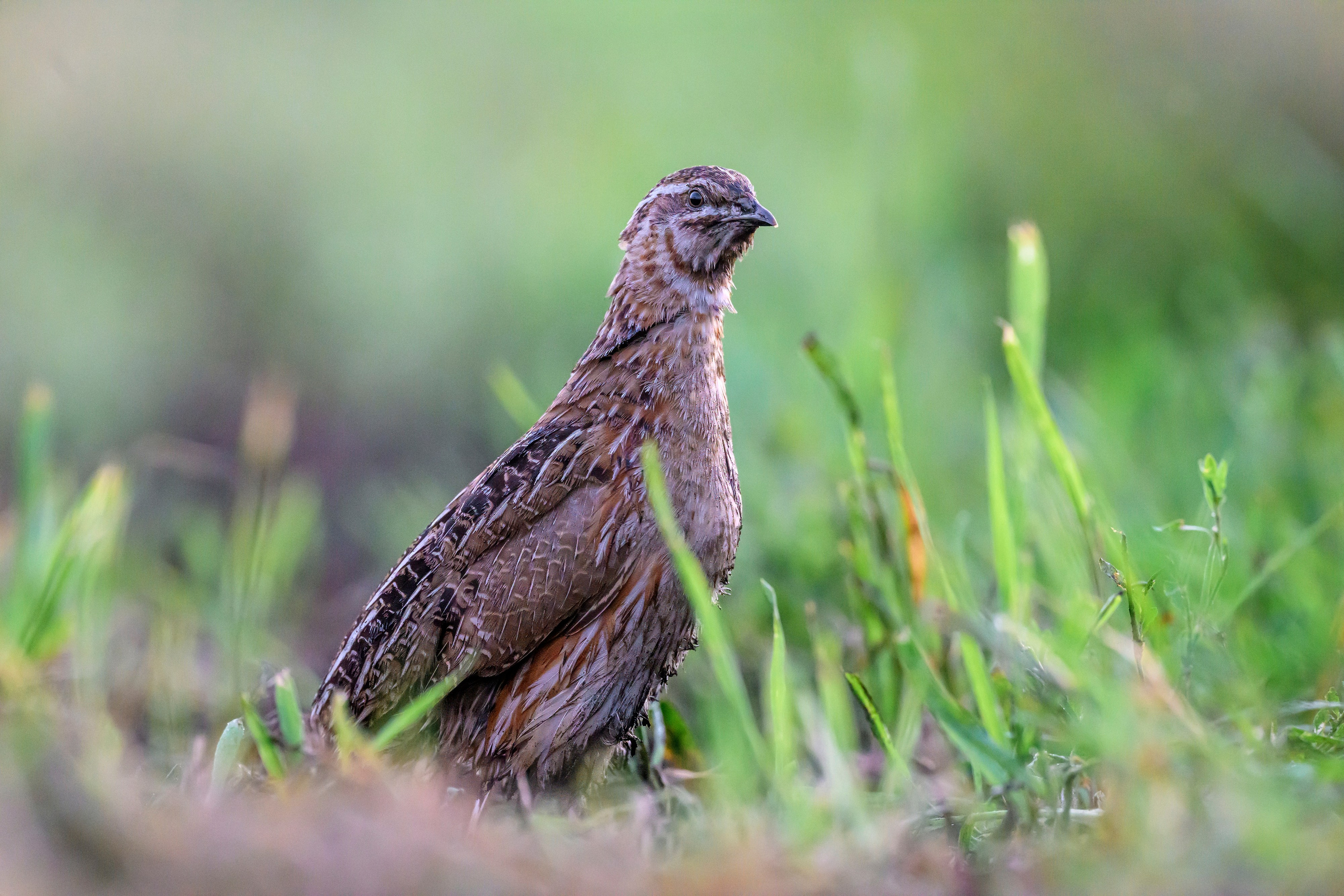 Перепел на рассвете. Wildlife photography by Sergey Puponin