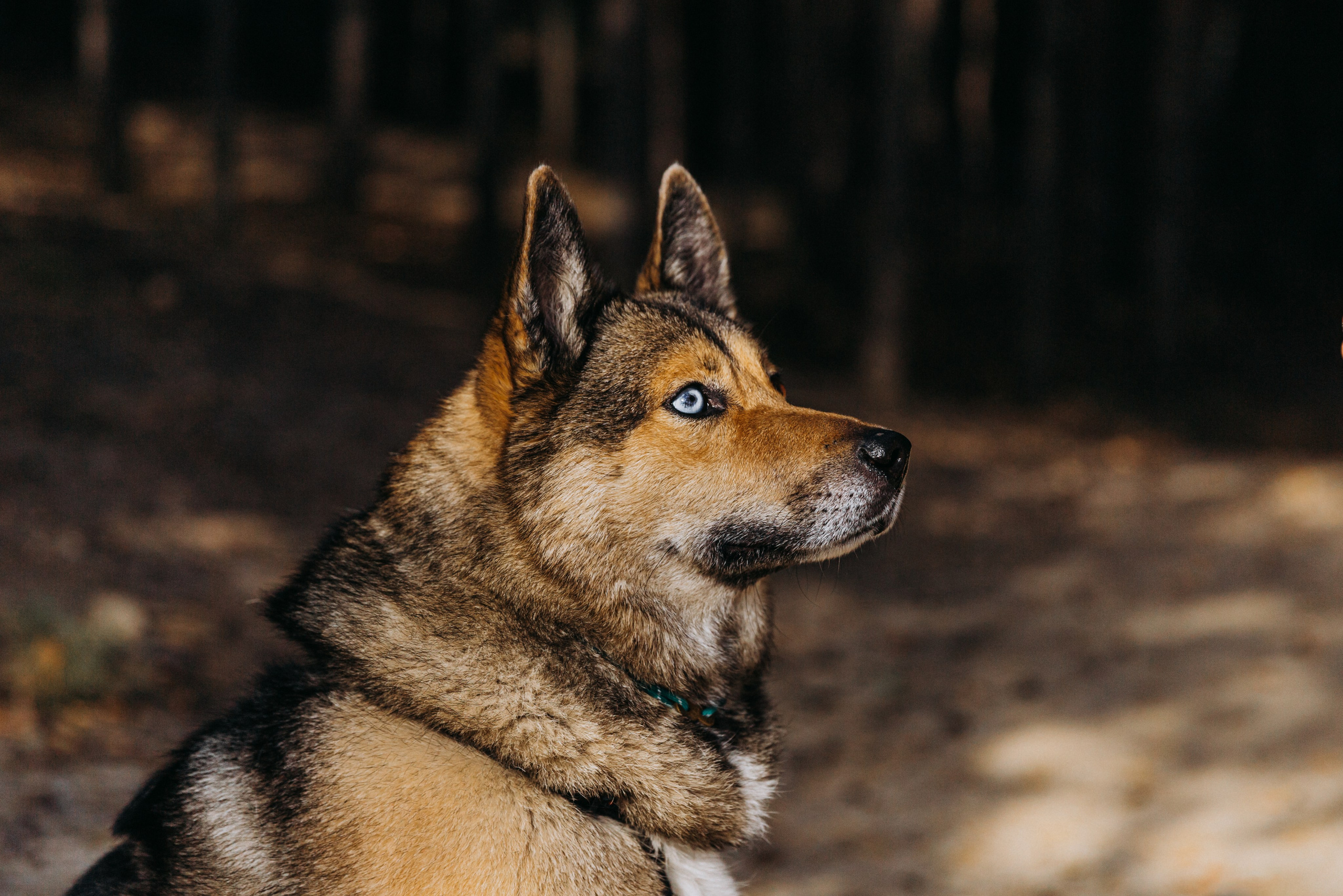 Аня и Ланс. Фотограф-анималист в Москве Соломонова Варвара