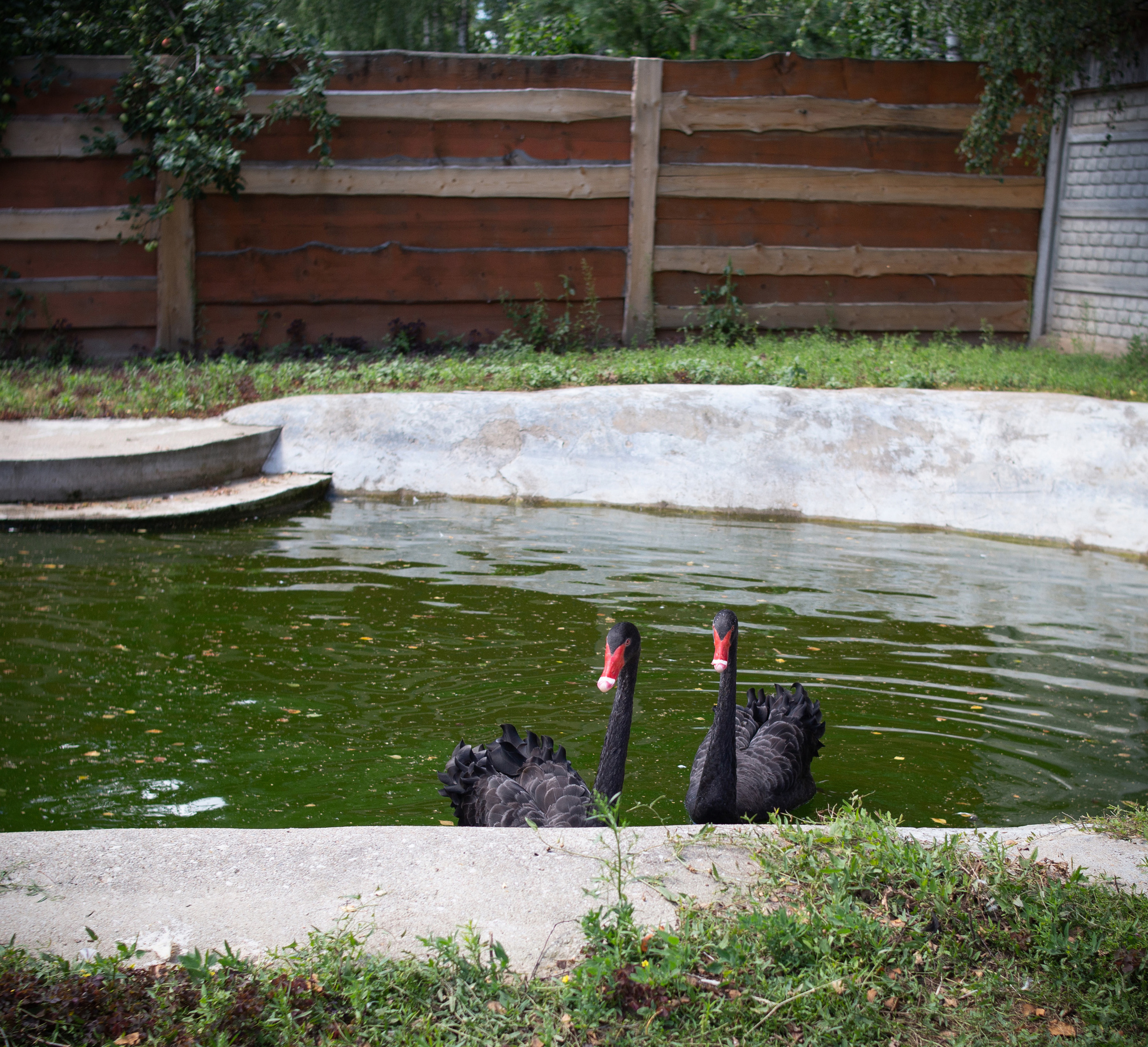 Агроусадьба-зоопарк NatUrlich. Фотограф в Минске Екатерина Тузова