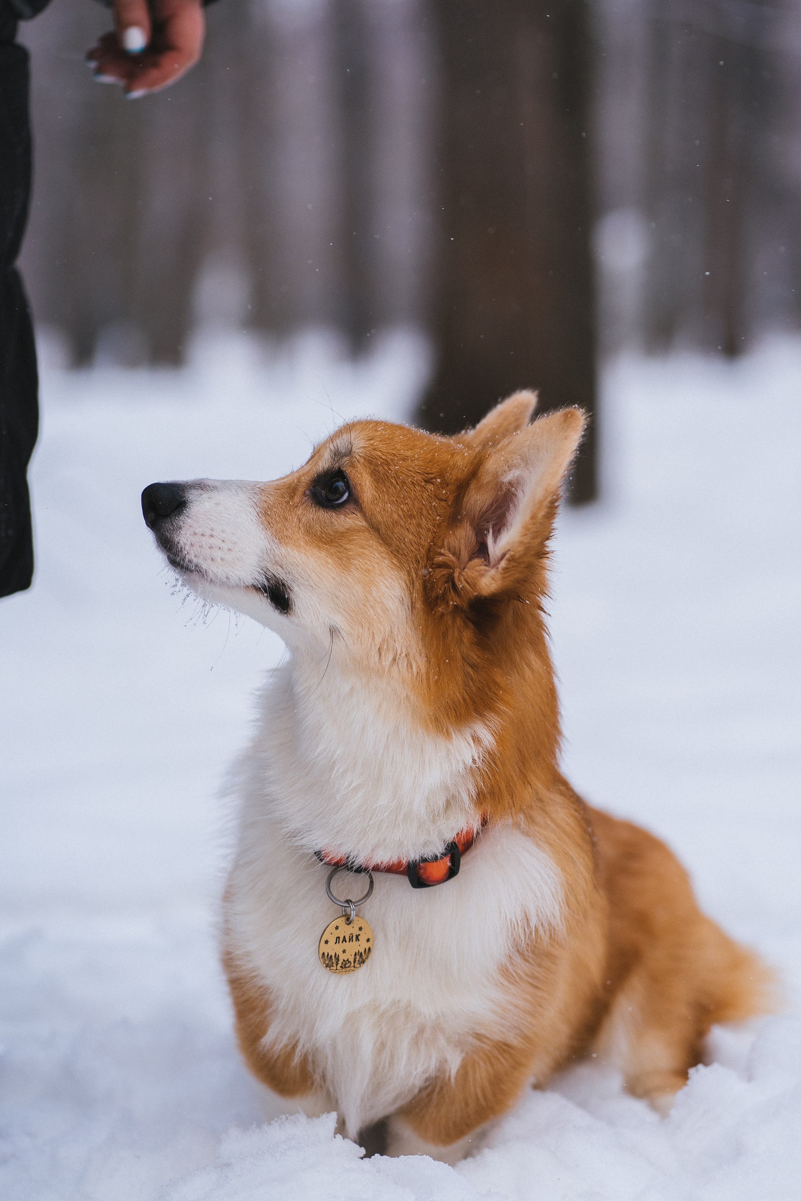 Агата и Лайк. Свадебный фотограф в Москве Анна Полушина