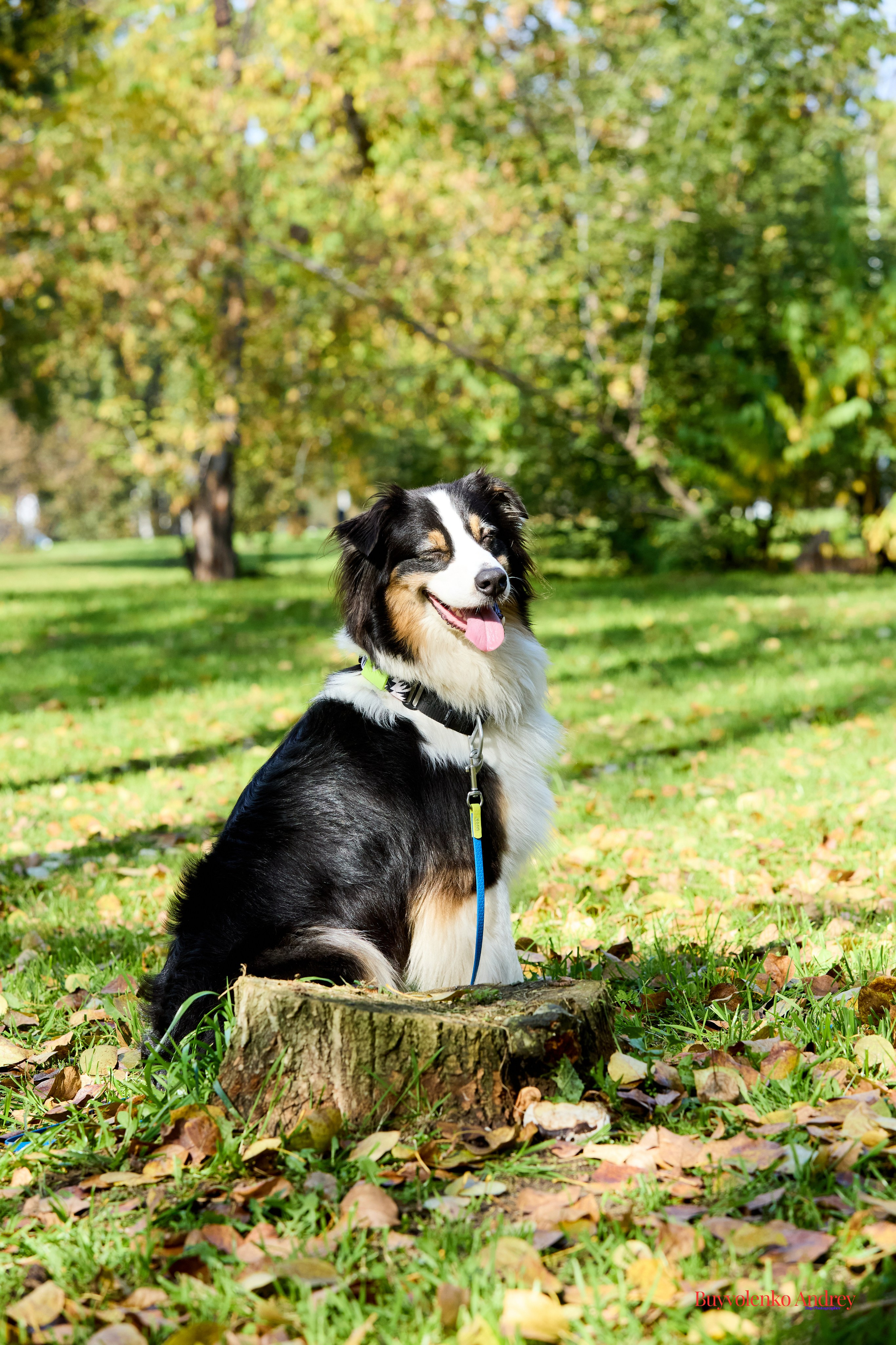 Басенджи и Аусси 21.09.2025. Buyvolenko Andrey