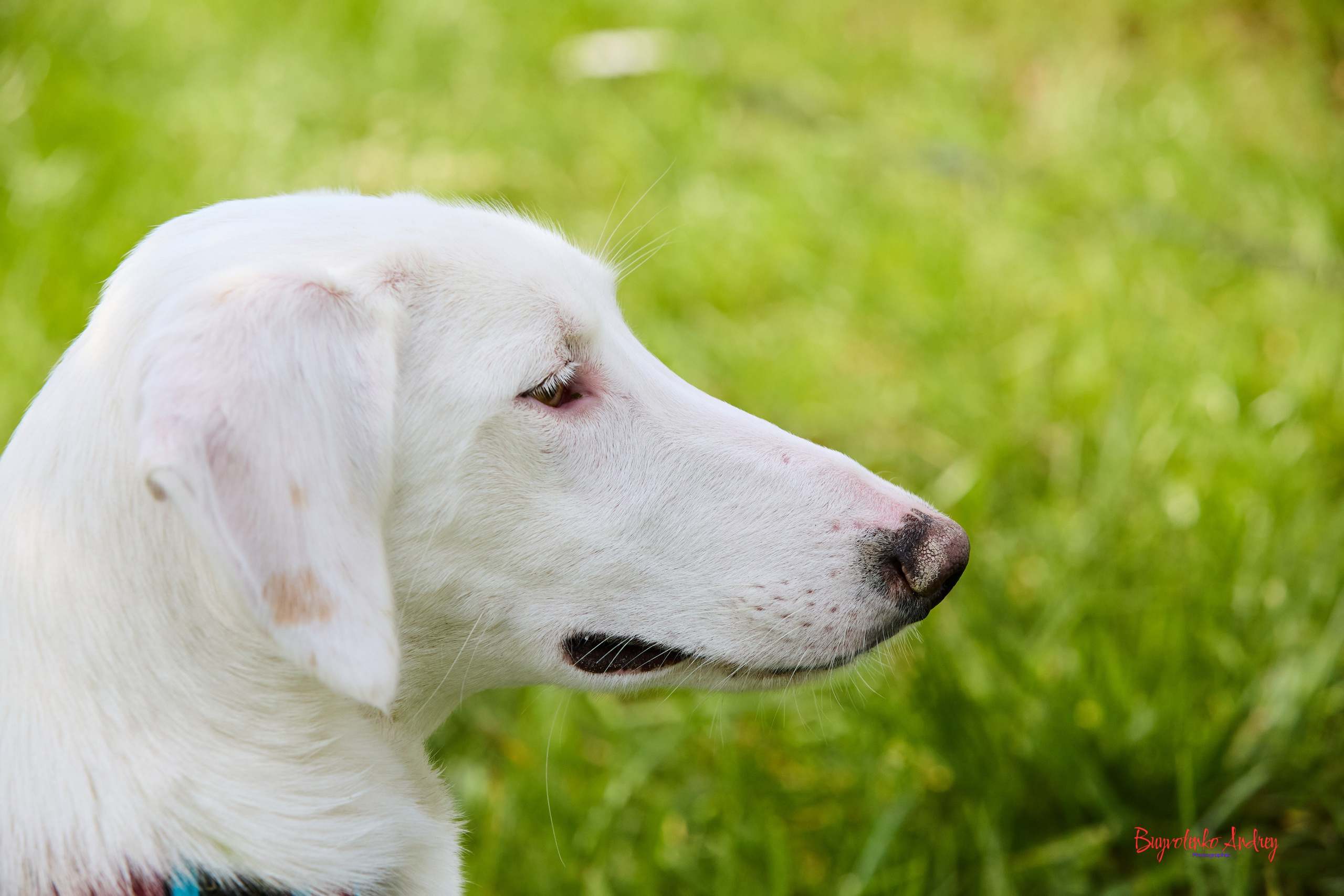 Проект фотопрогулка с хвостиком. Buyvolenko Andrey