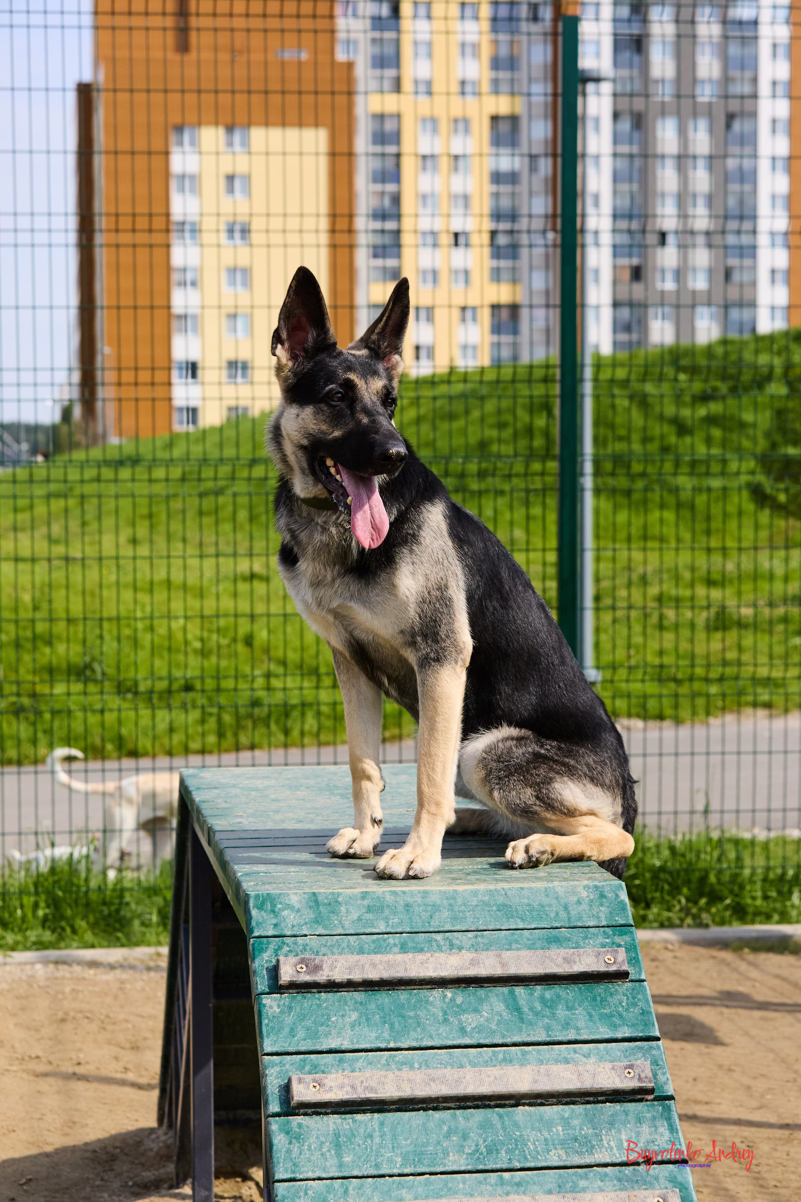 Проект фотопрогулка с хвостиком. Buyvolenko Andrey