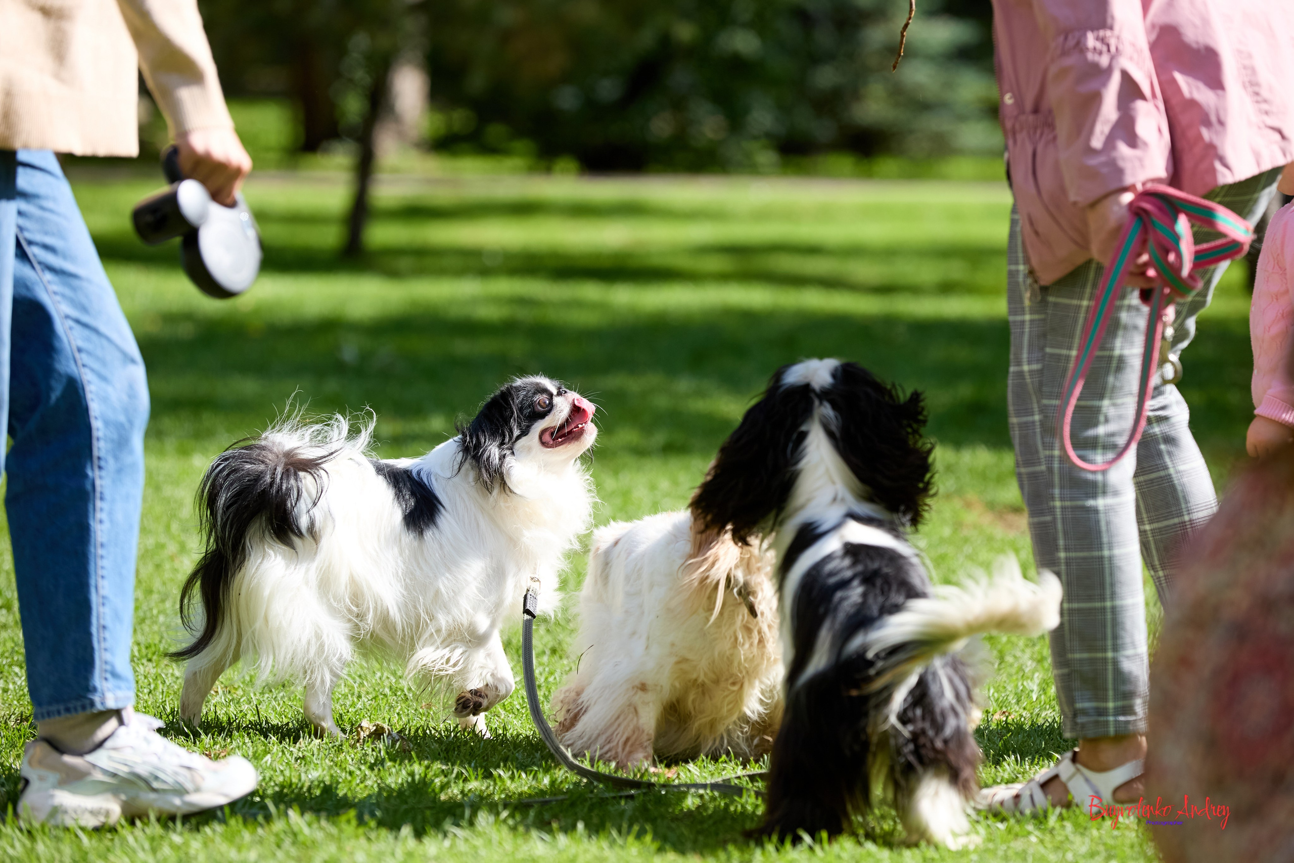 Фотопрогулка с кавалерами. Buyvolenko Andrey