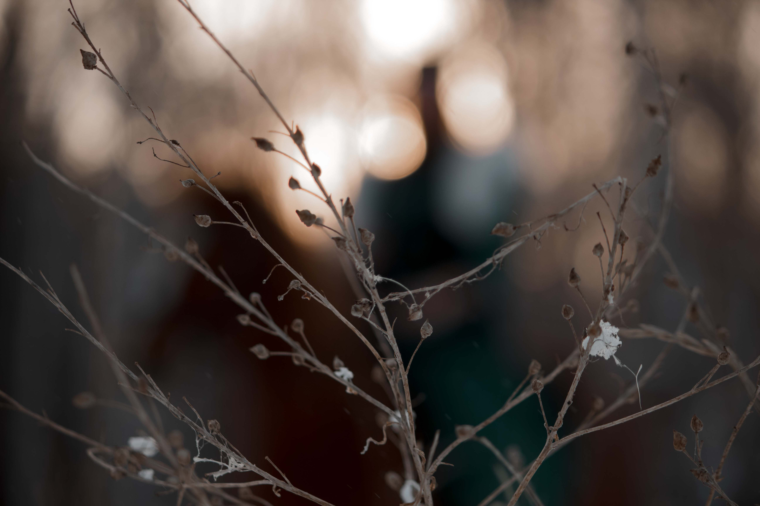 Условия и стоимость. Фотограф Юлия Мешаева