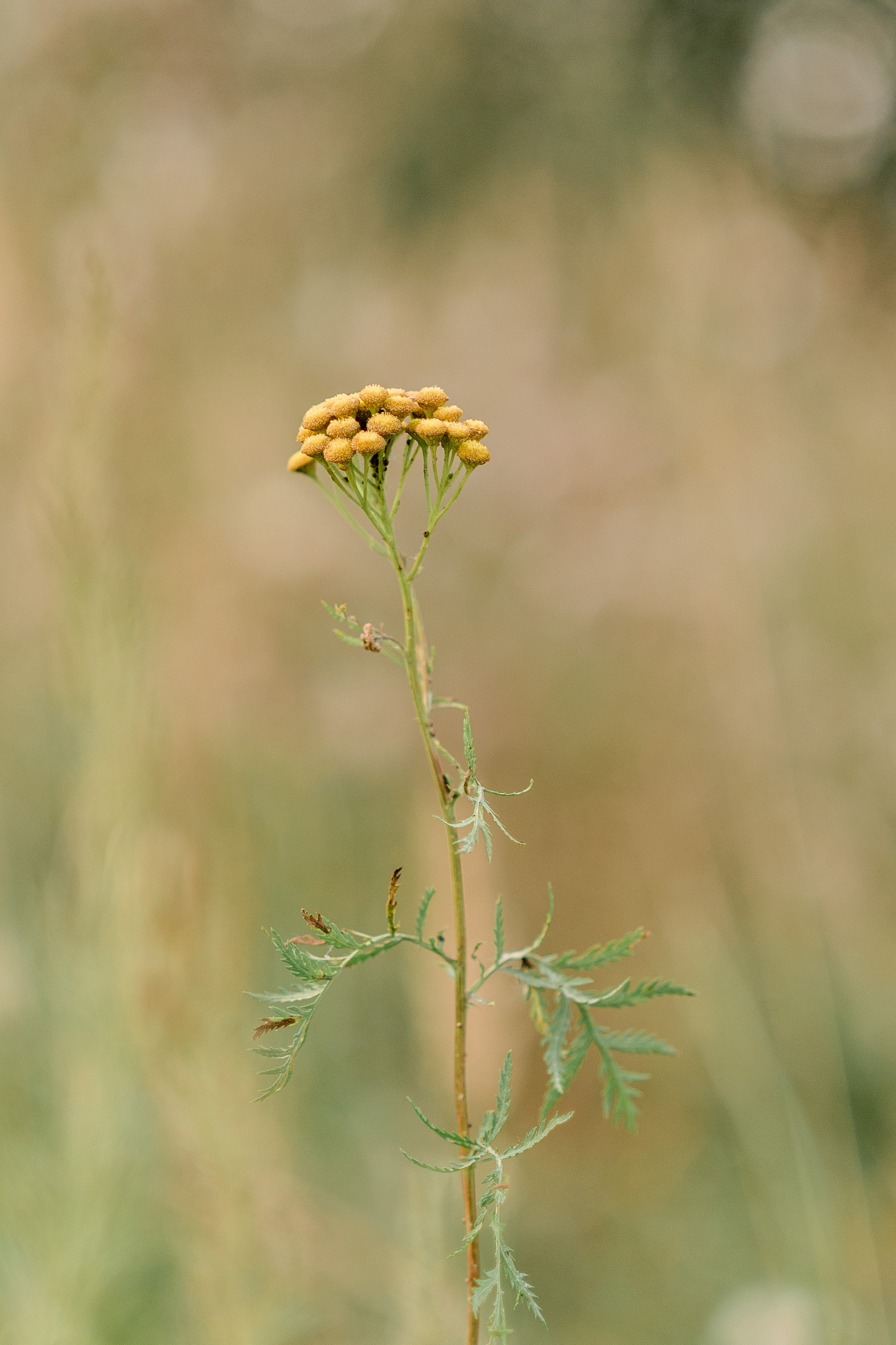 В поле. Фотограф Юлия Попова
