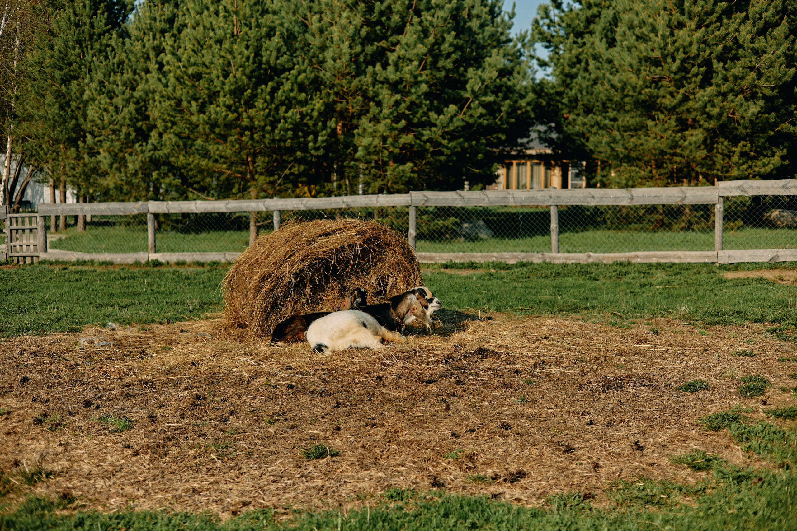 Бутик-отель Поле летом. Профессиональный Фотограф во Владимире, в Москве и в Суздале — Полина Романычева