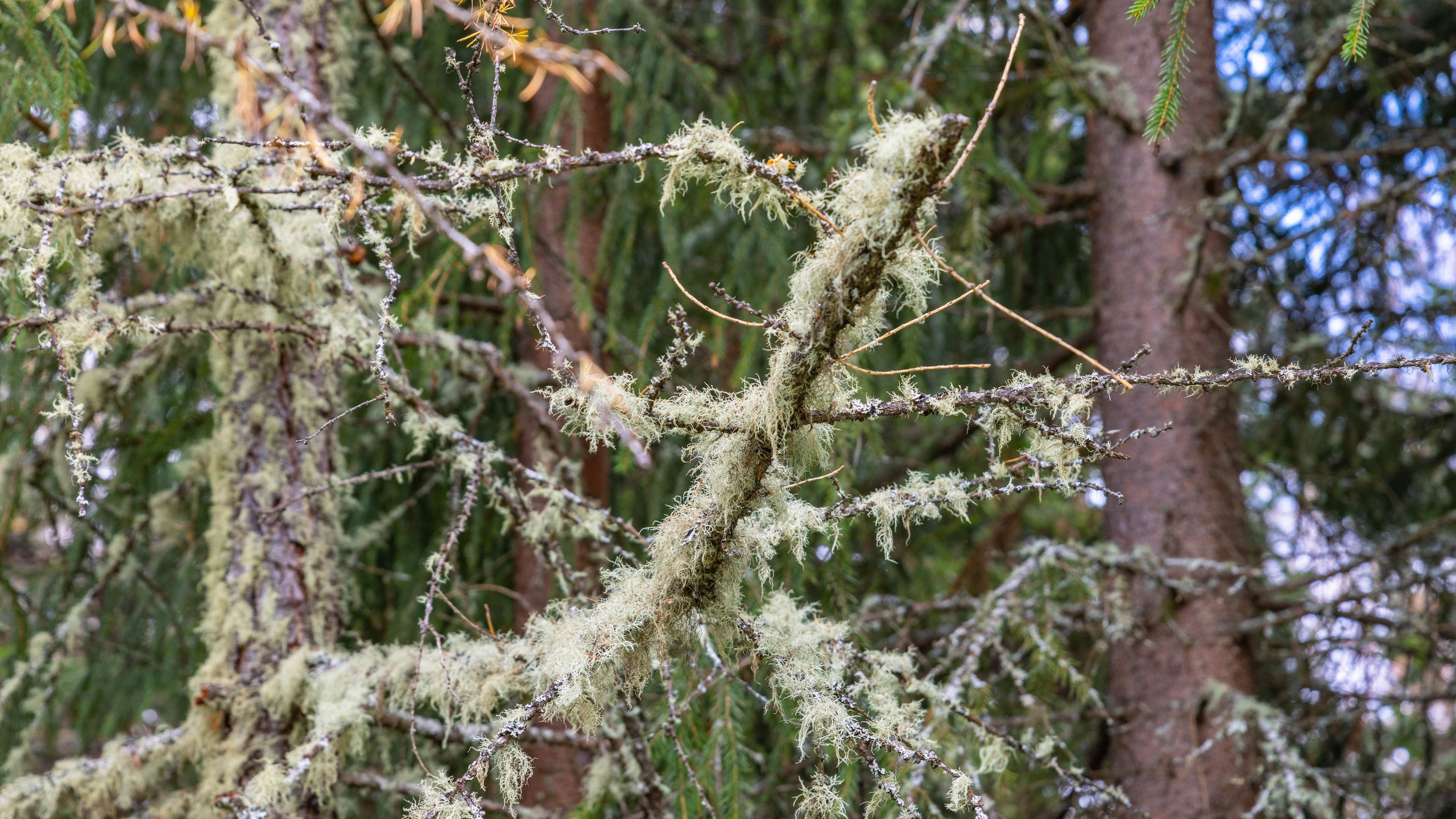 2025 09 Алтай. Чуйский тракт. Фотографии