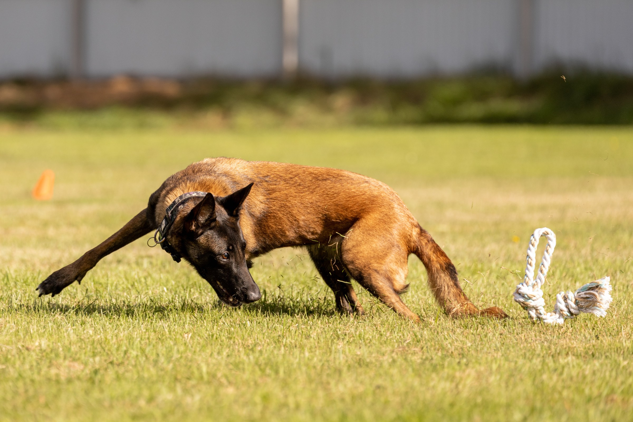 Дог-фризби. Irenephoto.ru