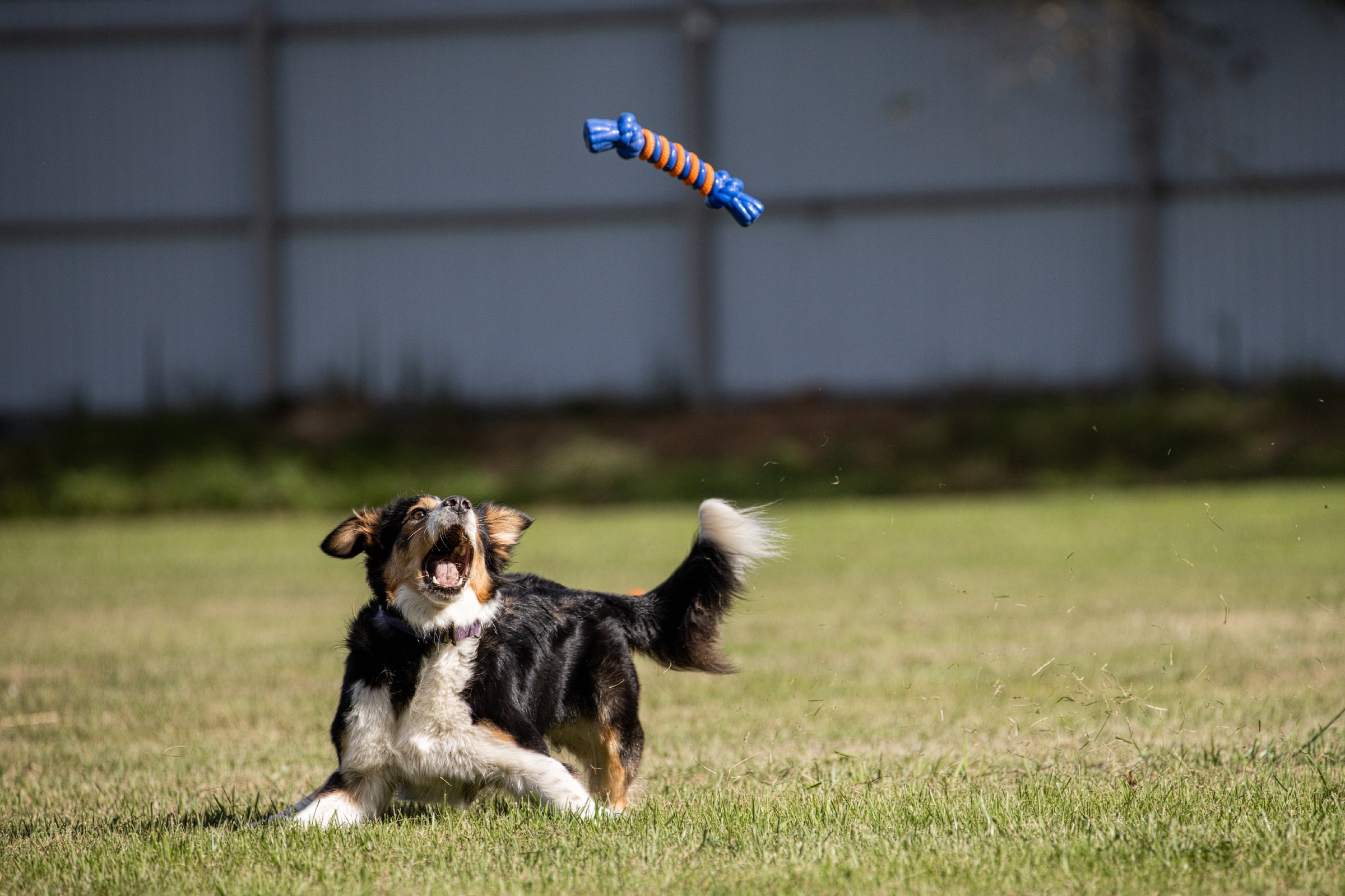 Дог-фризби. Irenephoto.ru