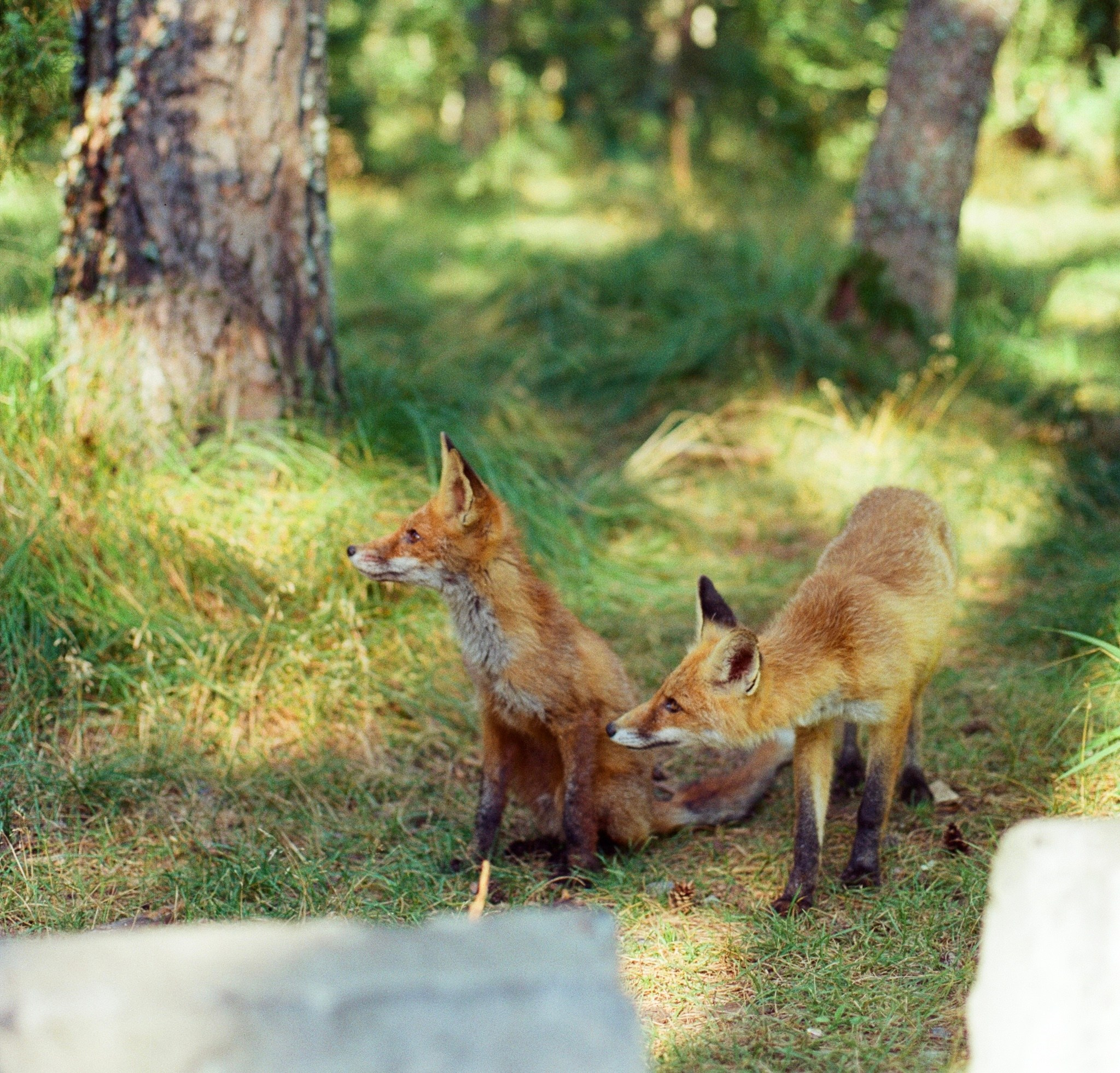 Плёнка🎞️. Фотограф в Москве Ксюшенька