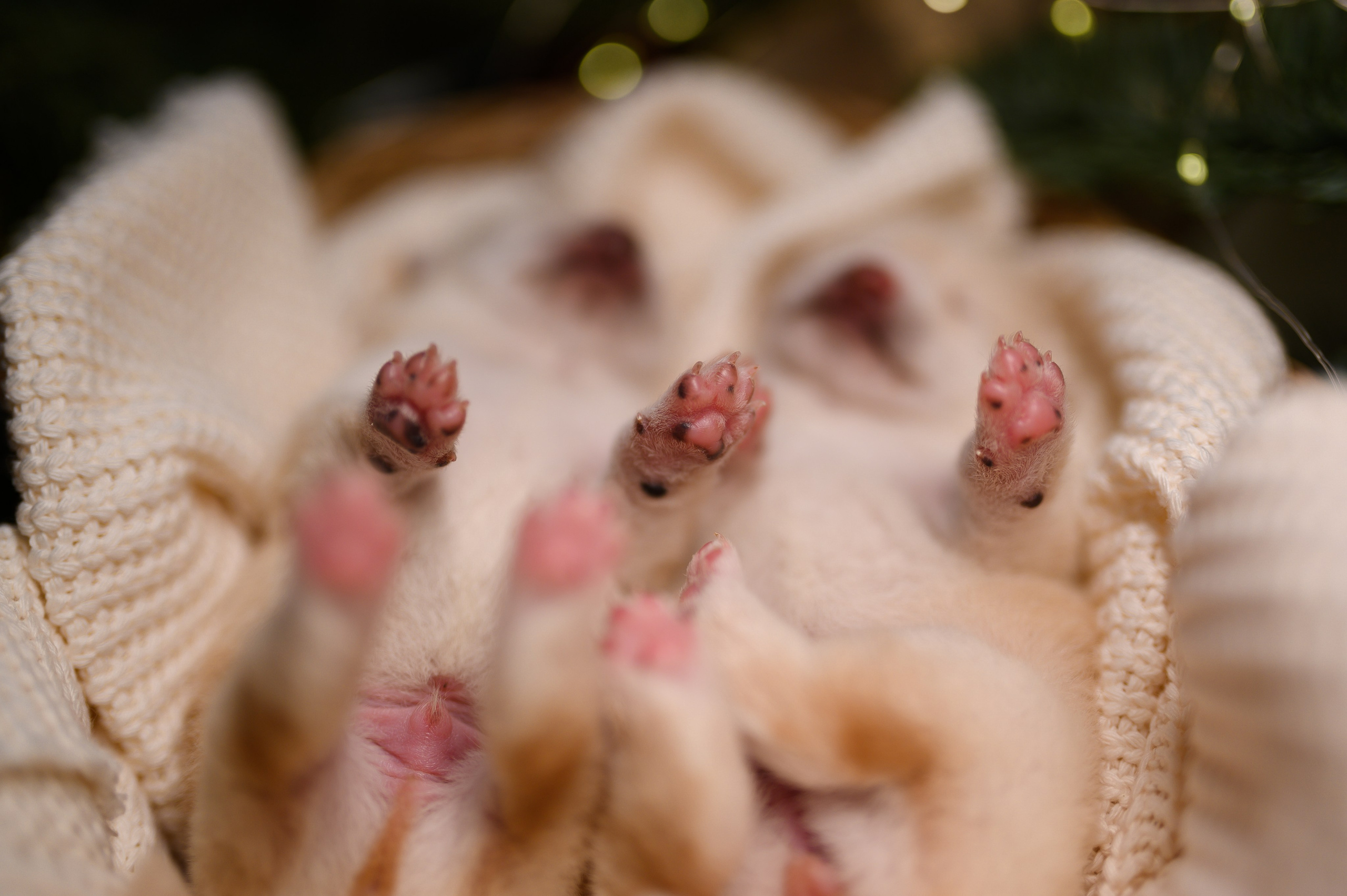 Мамесиба. Фотограф анималист в Москве Ольга Агушева