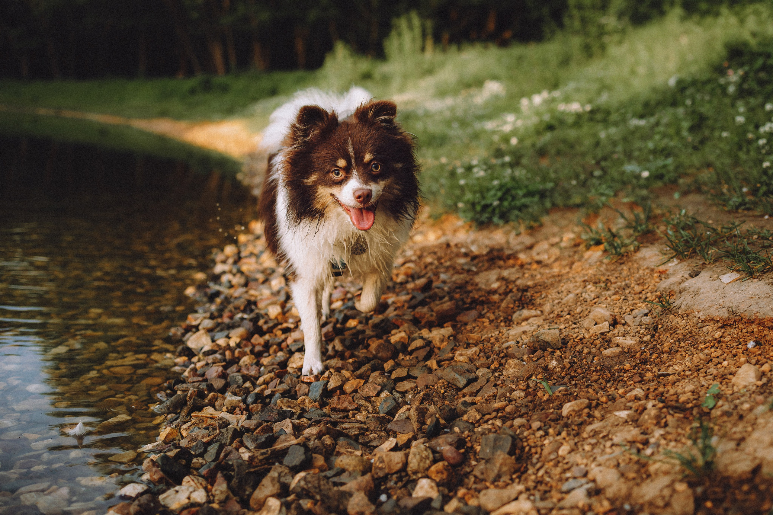 Фифа, Кнопка, Бублик и их семья