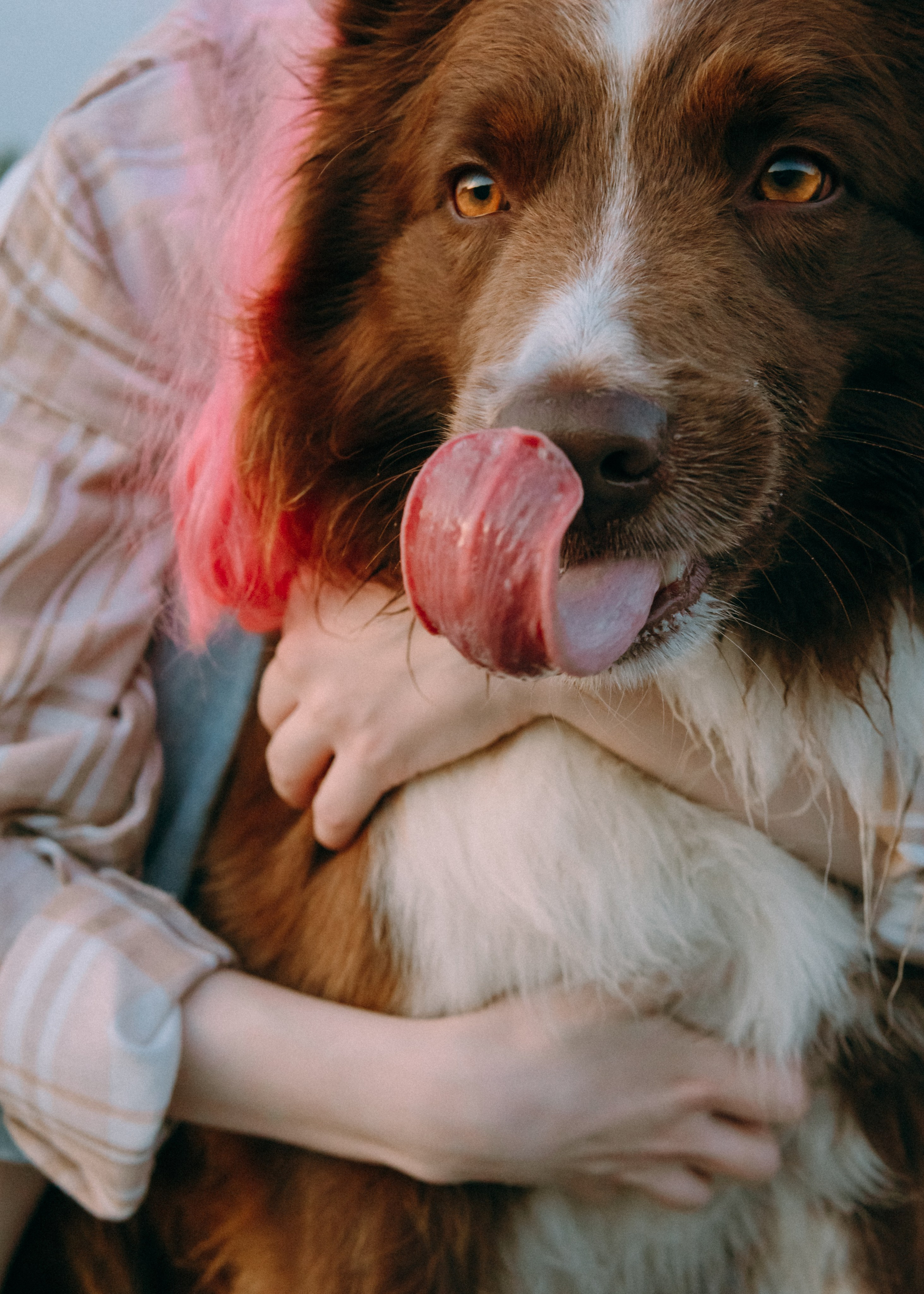 Виолетта, Лила и Питер. Фотограф-анималист Ксения Воробьева, Москва