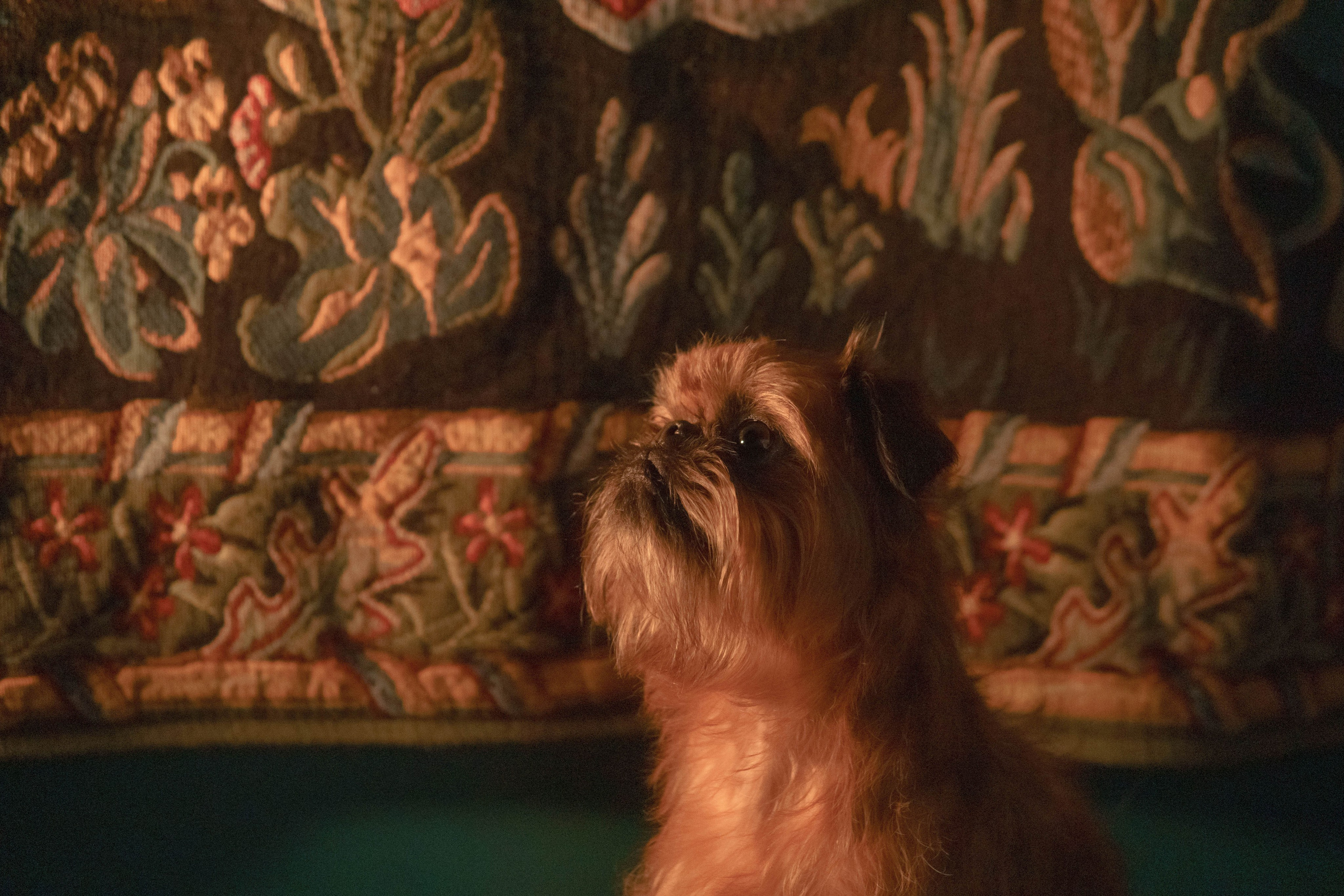 Наташа и Хавьер. Фотограф-анималист Ксения Воробьева, Москва