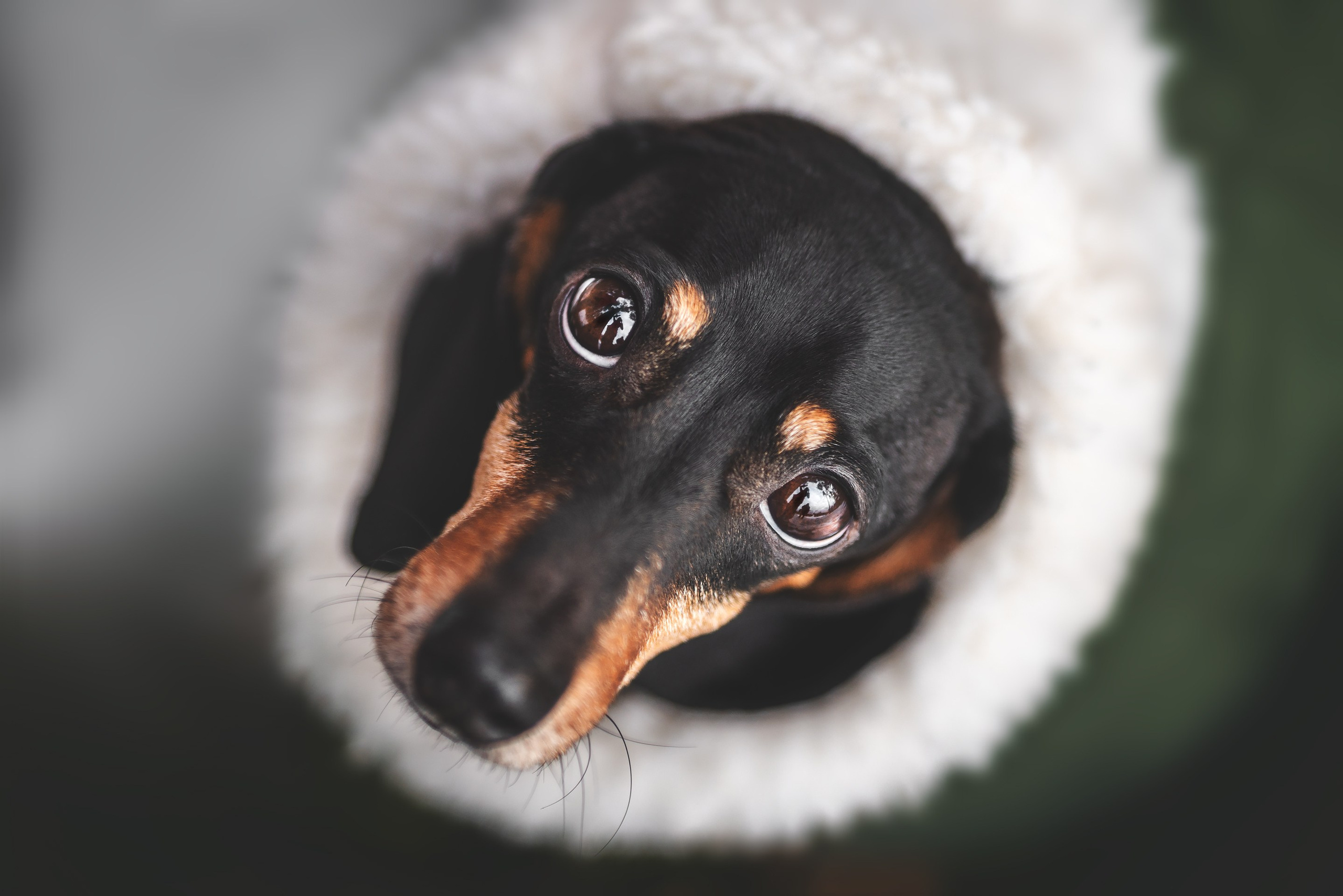 Клякса. Фотограф анималист Осипчикова Мария