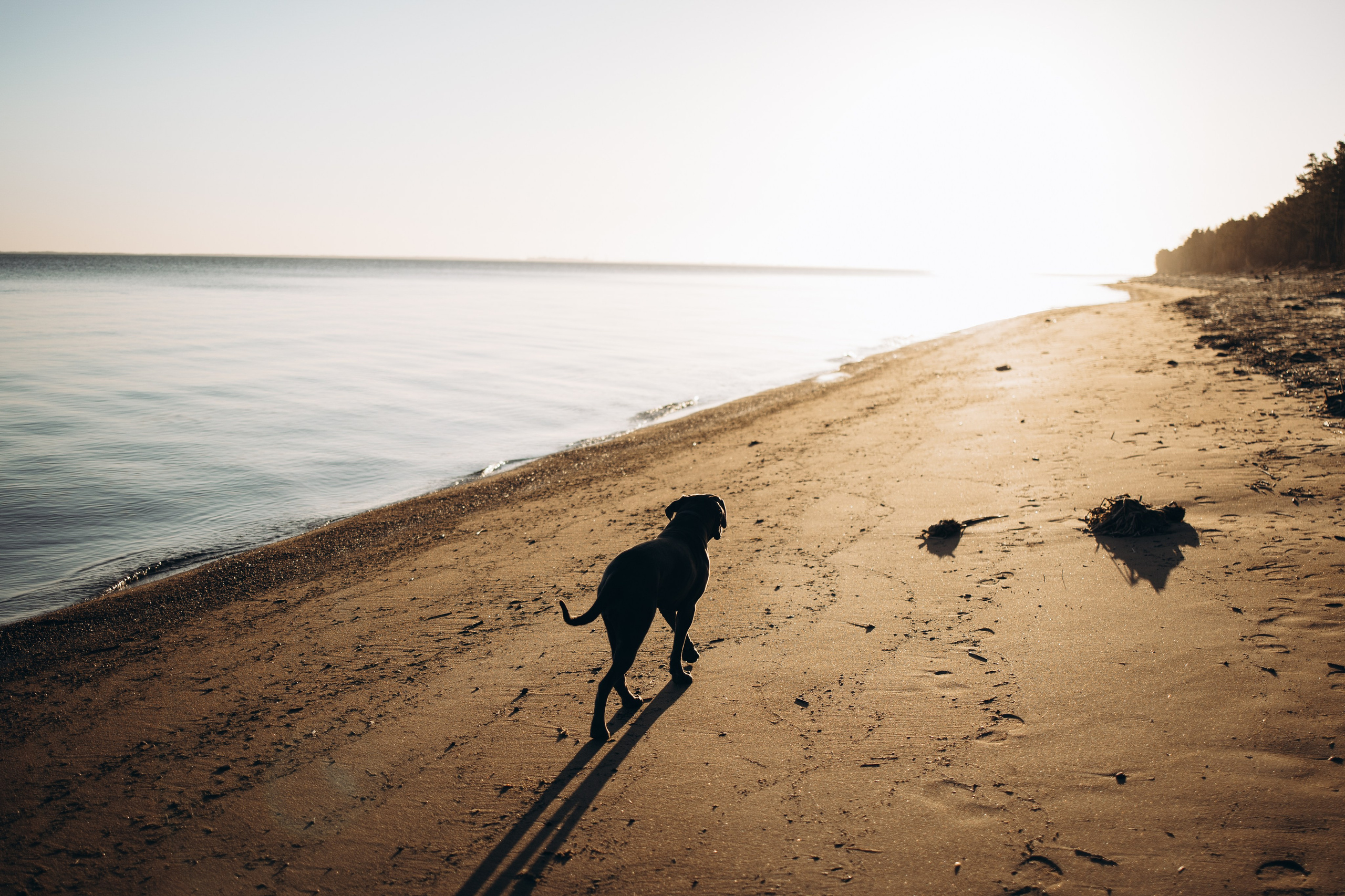 Анна и Лана. Фотограф — Анималист | Санкт-Петербург