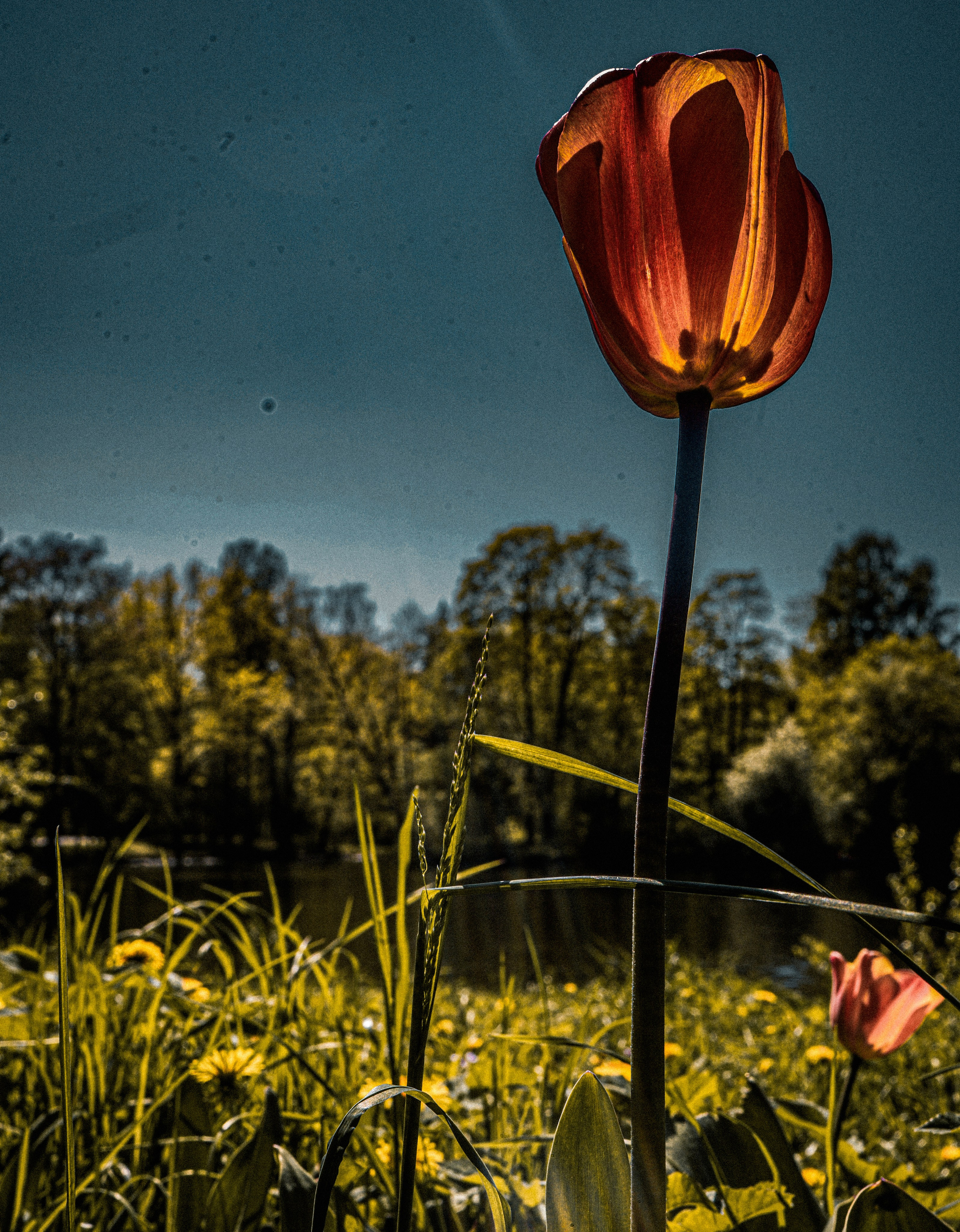 Природа &. Фотохудожник в СПб