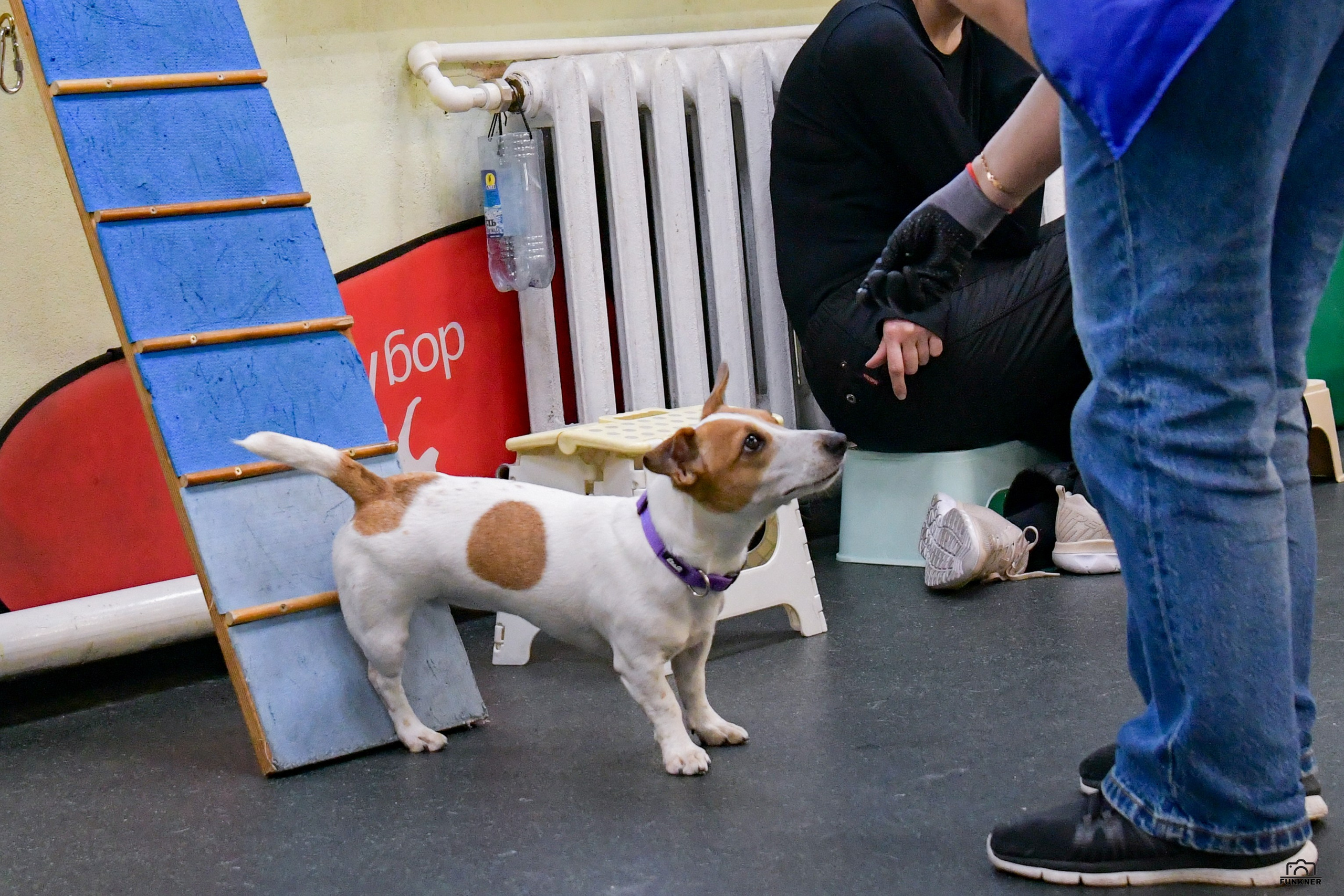 Кинологический клуб «Бодрый хвост». Свой взгляд через объектив