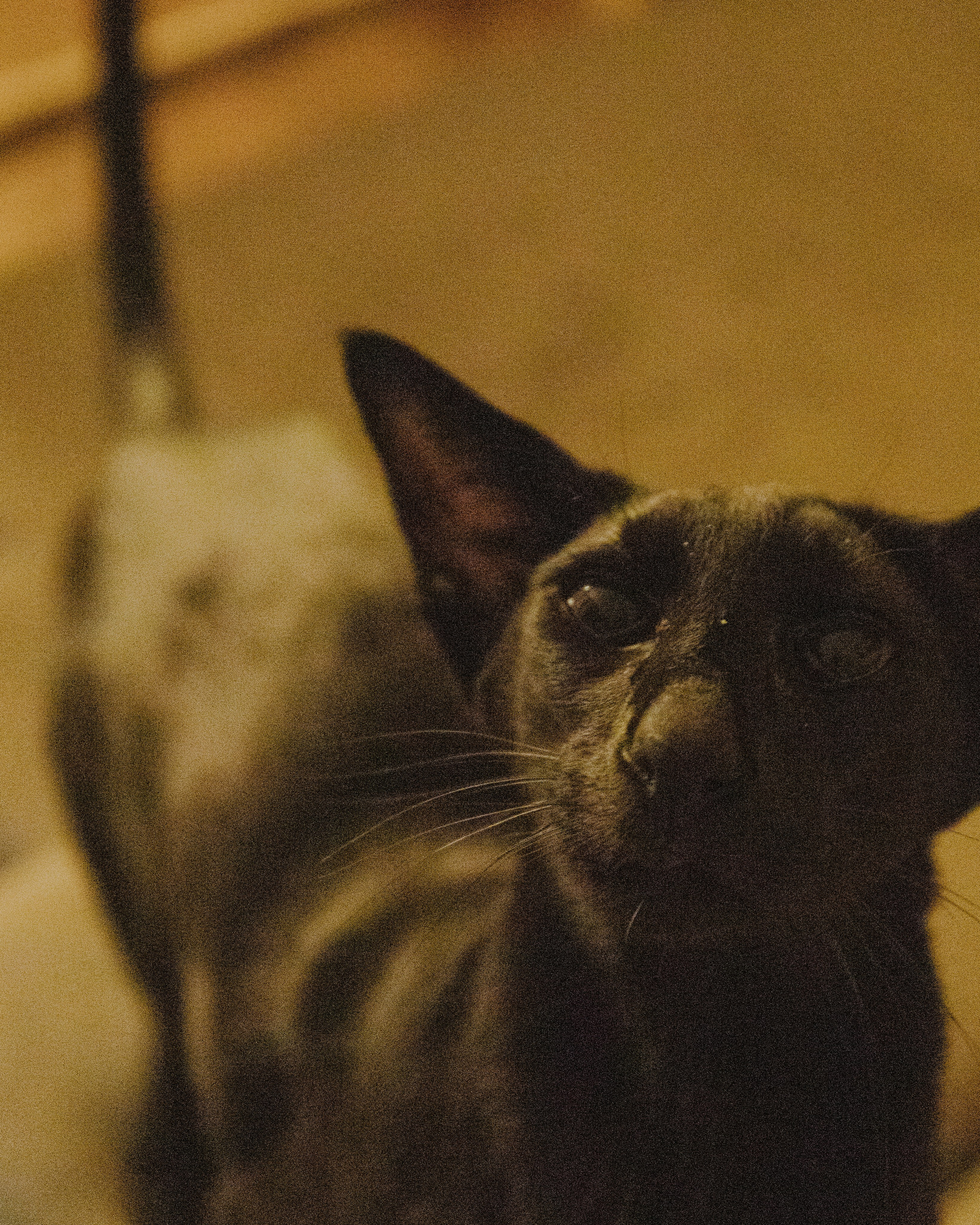 Гилдин. Портретный фотограф Ванинен Анастасия. Санкт-Петербург