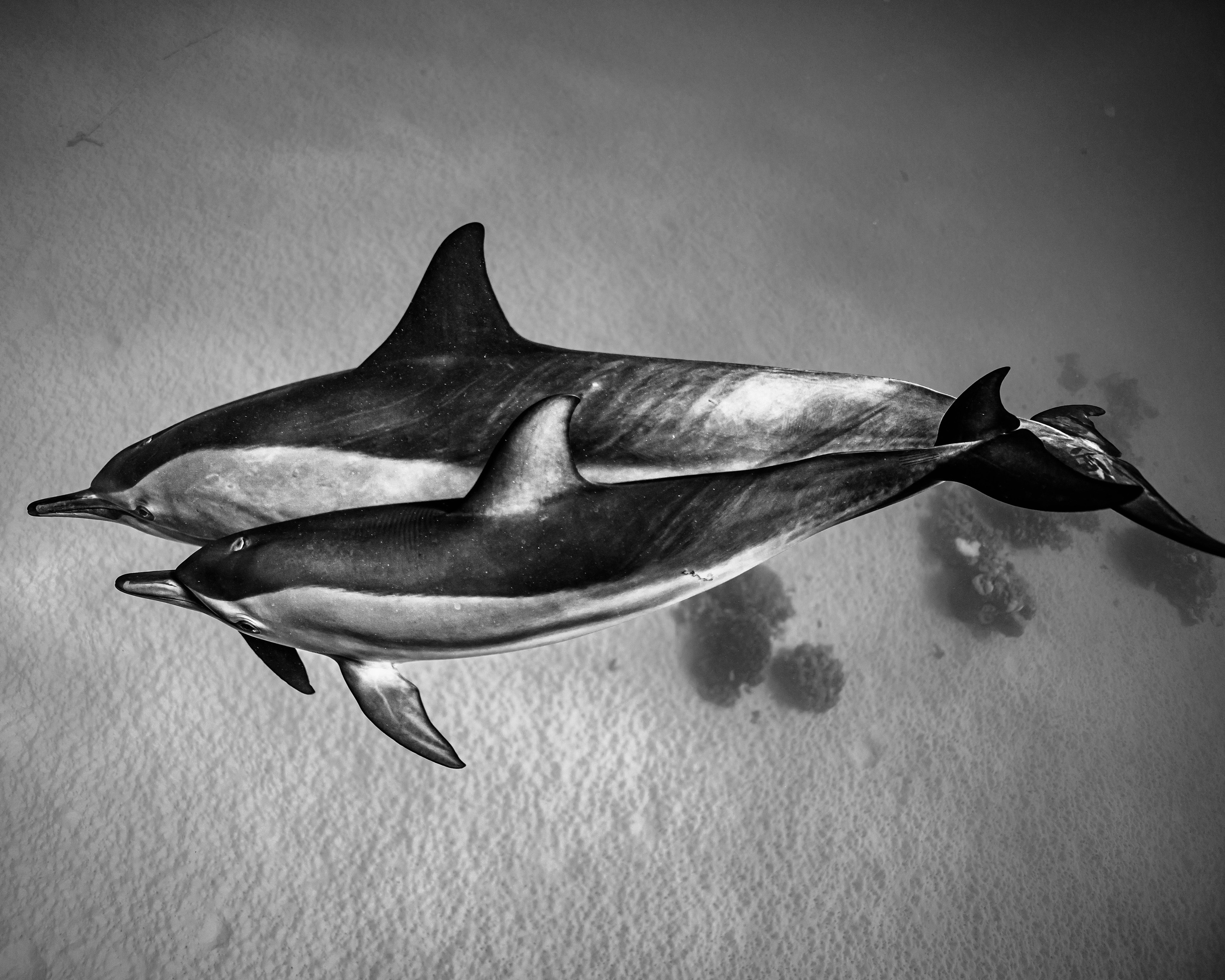 Дельфины. Подводный фотограф на Филиппинах Синицина Дарья