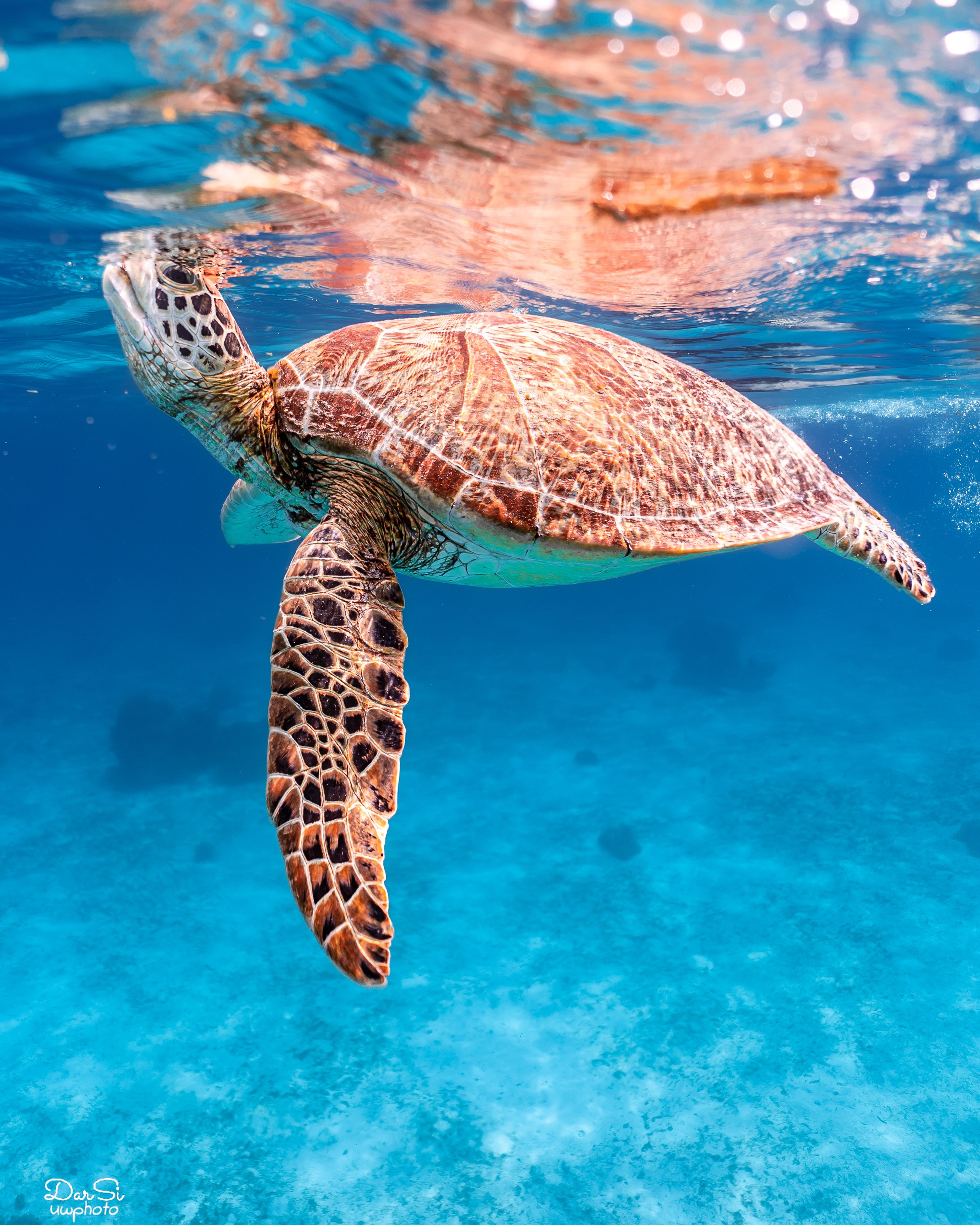 Черепахи. Подводный фотограф на Филиппинах Синицина Дарья