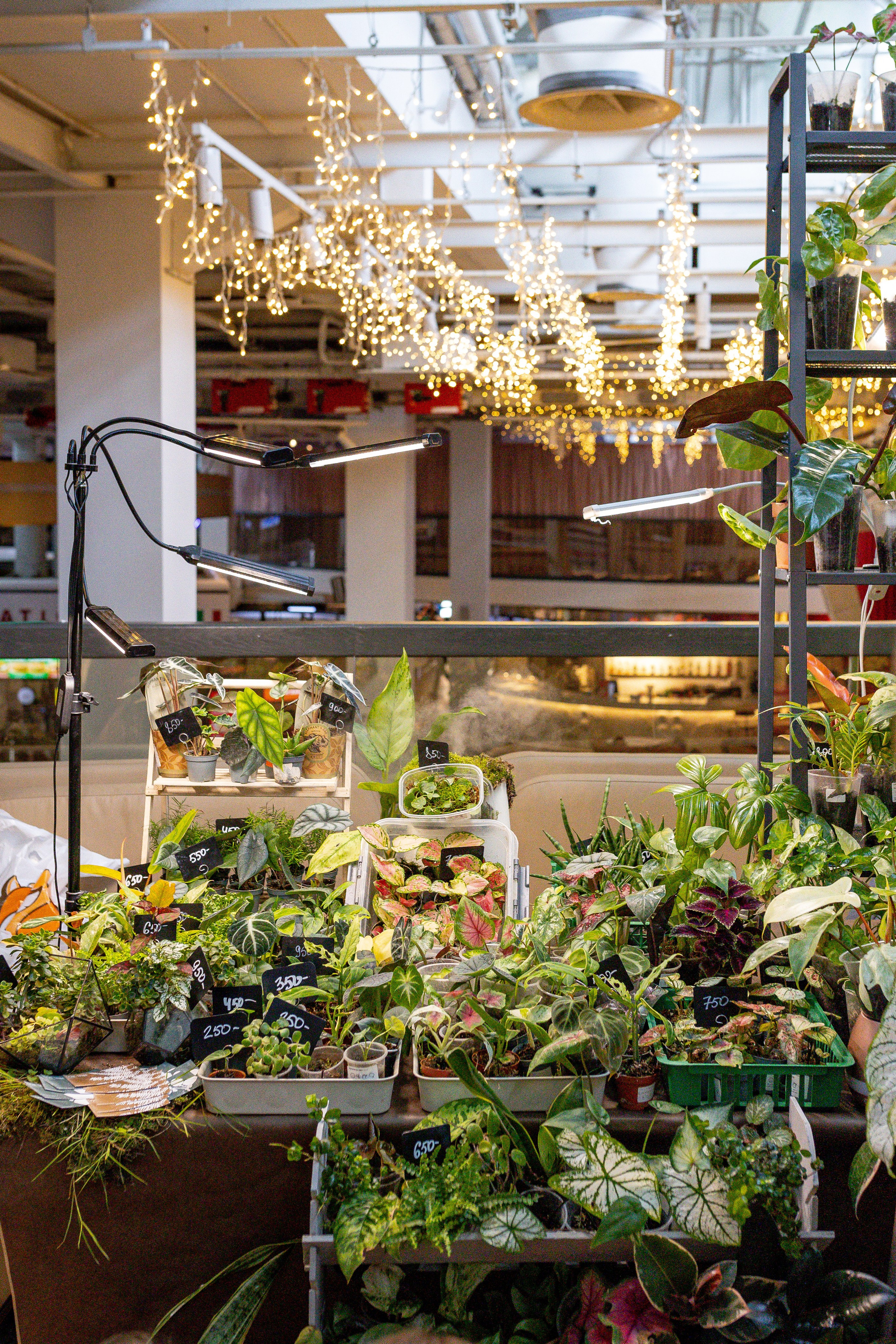 Growbox 5лет. Александра Куликова фотограф, Москва