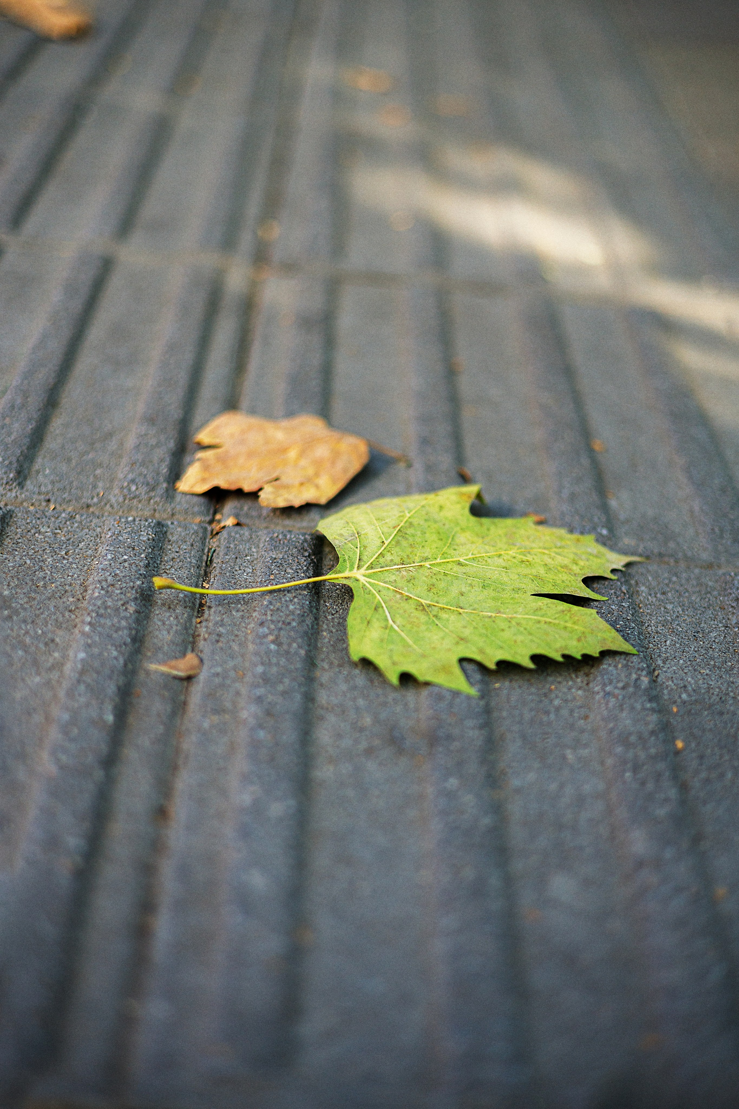 Проект «366»|2024|Фото каждый день. LENA GRACE photographer ||ЛЕНА ГРЭЙС фотограф