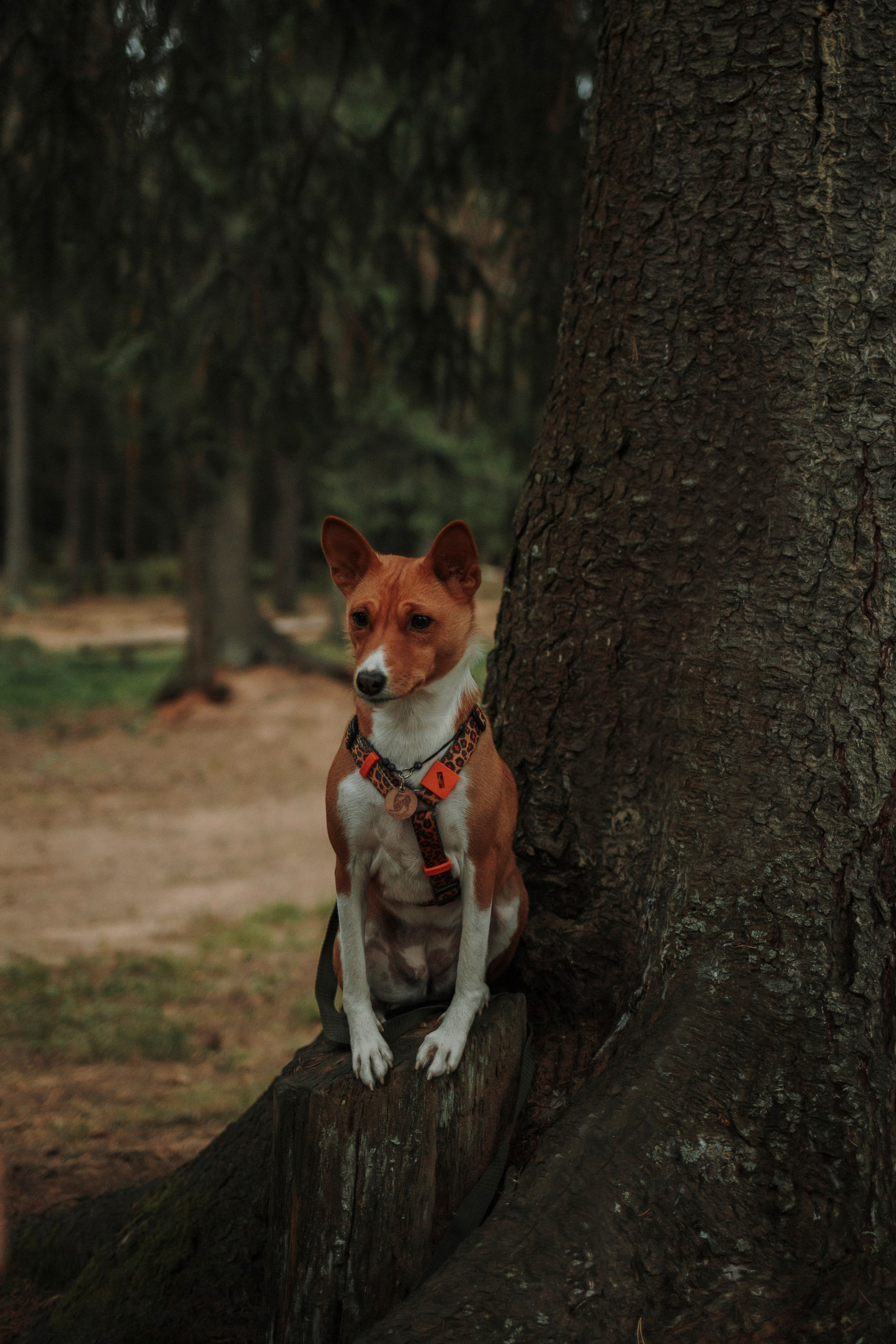 Даша и Лора. Фотограф-анималист в Санкт-Петеребурге Титова Алиса