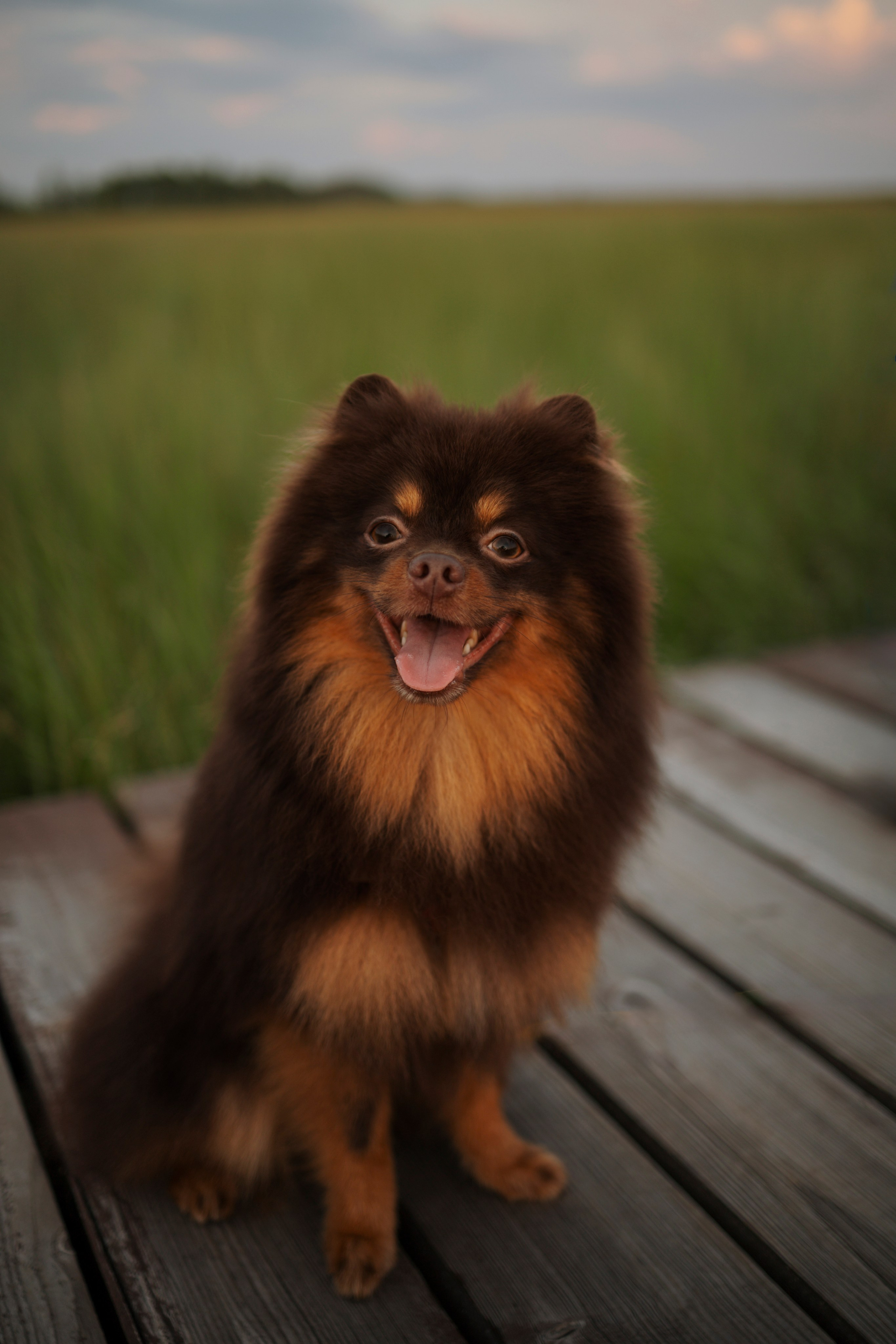 Сапфир и его семья. Фотограф-анималист в Санкт-Петеребурге Титова Алиса
