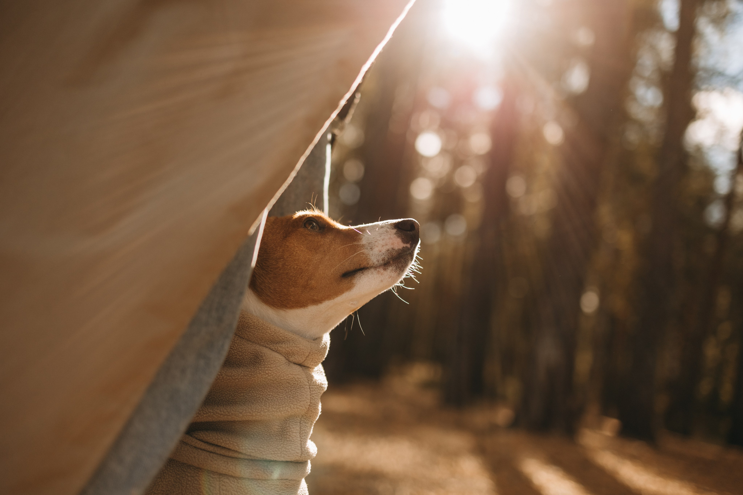 Алиса и Лео. Фотограф — Анималист | Санкт-Петербург