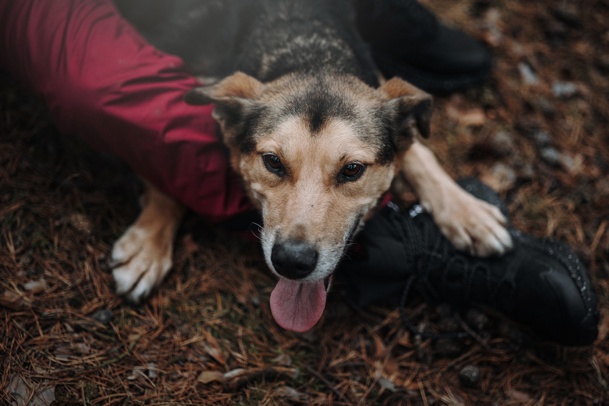 Наталья и Того. Фотограф — Анималист | Санкт-Петербург