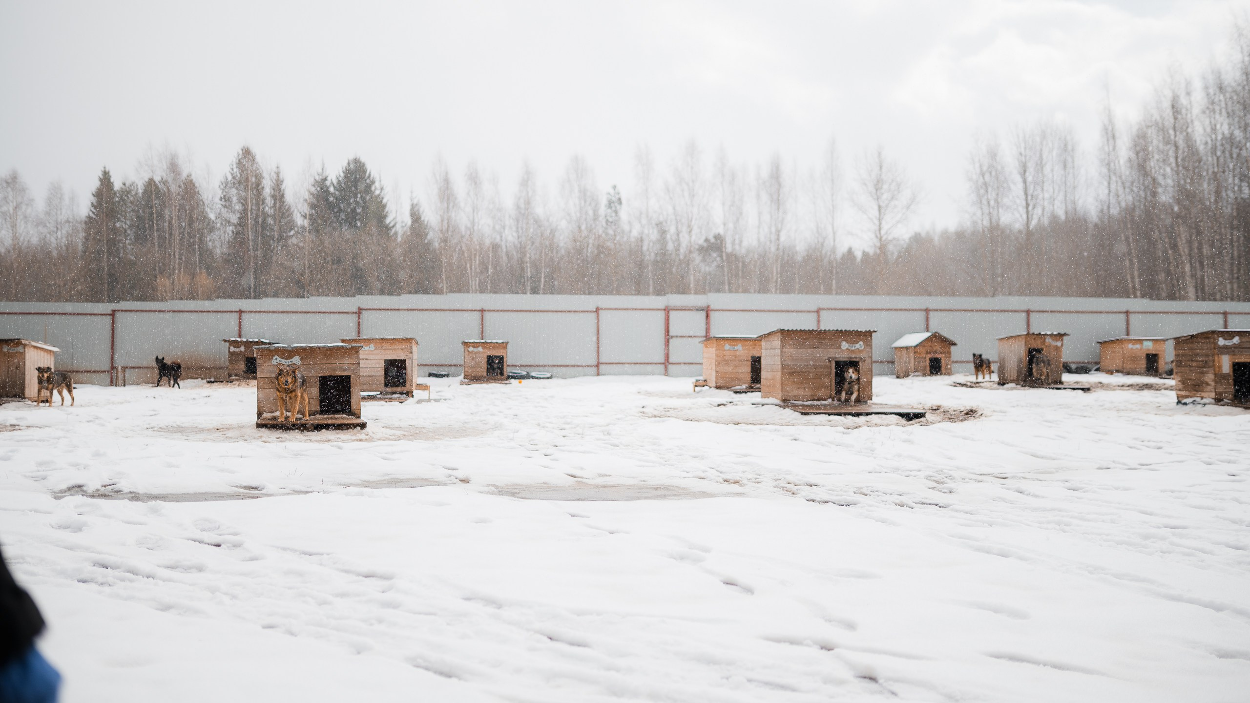 Улыбка собаки — спасение и пристройство бездомных собак