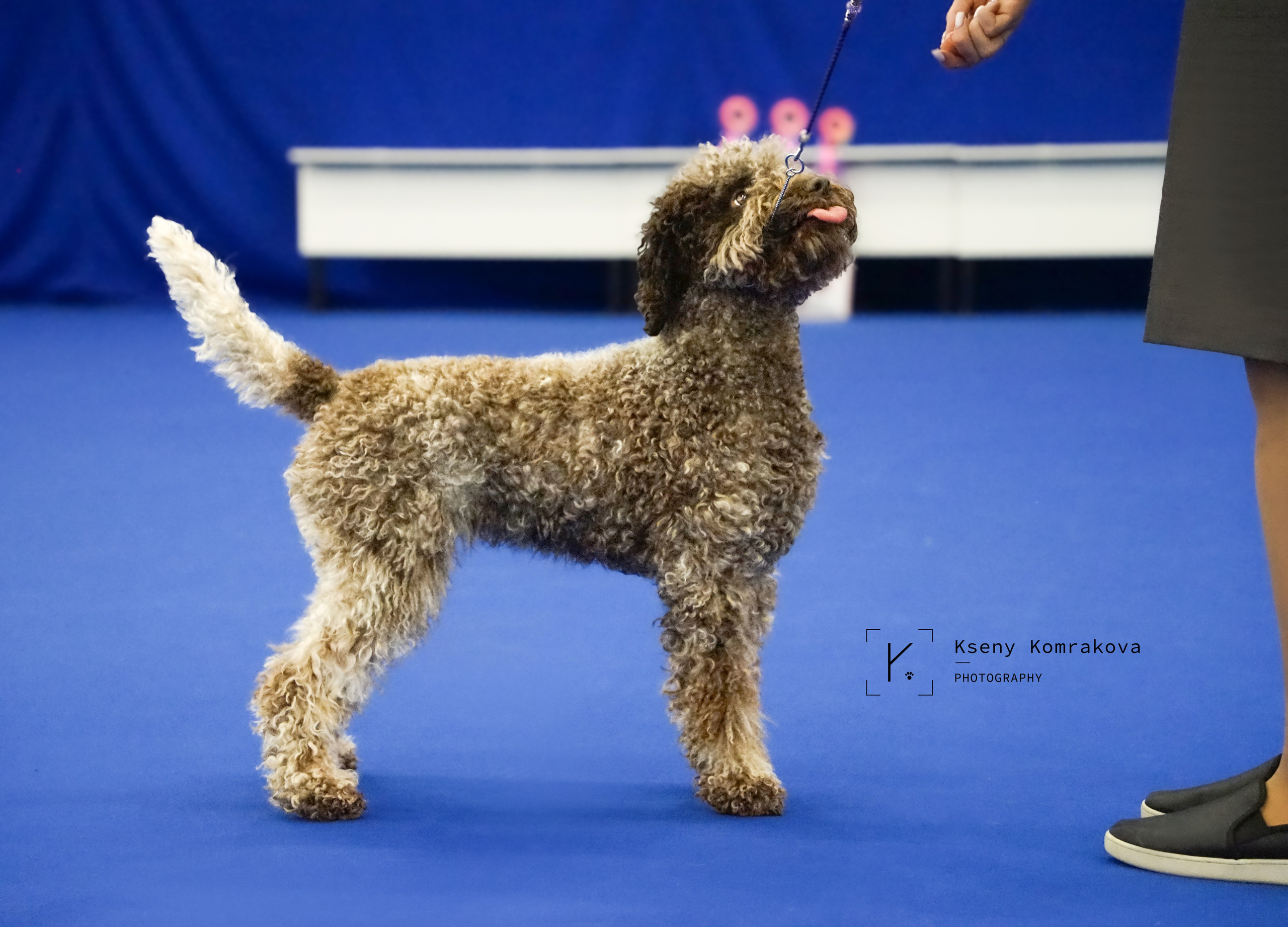 Съемка собак. Анималистика. Репортаж. Индивидуальная съемка