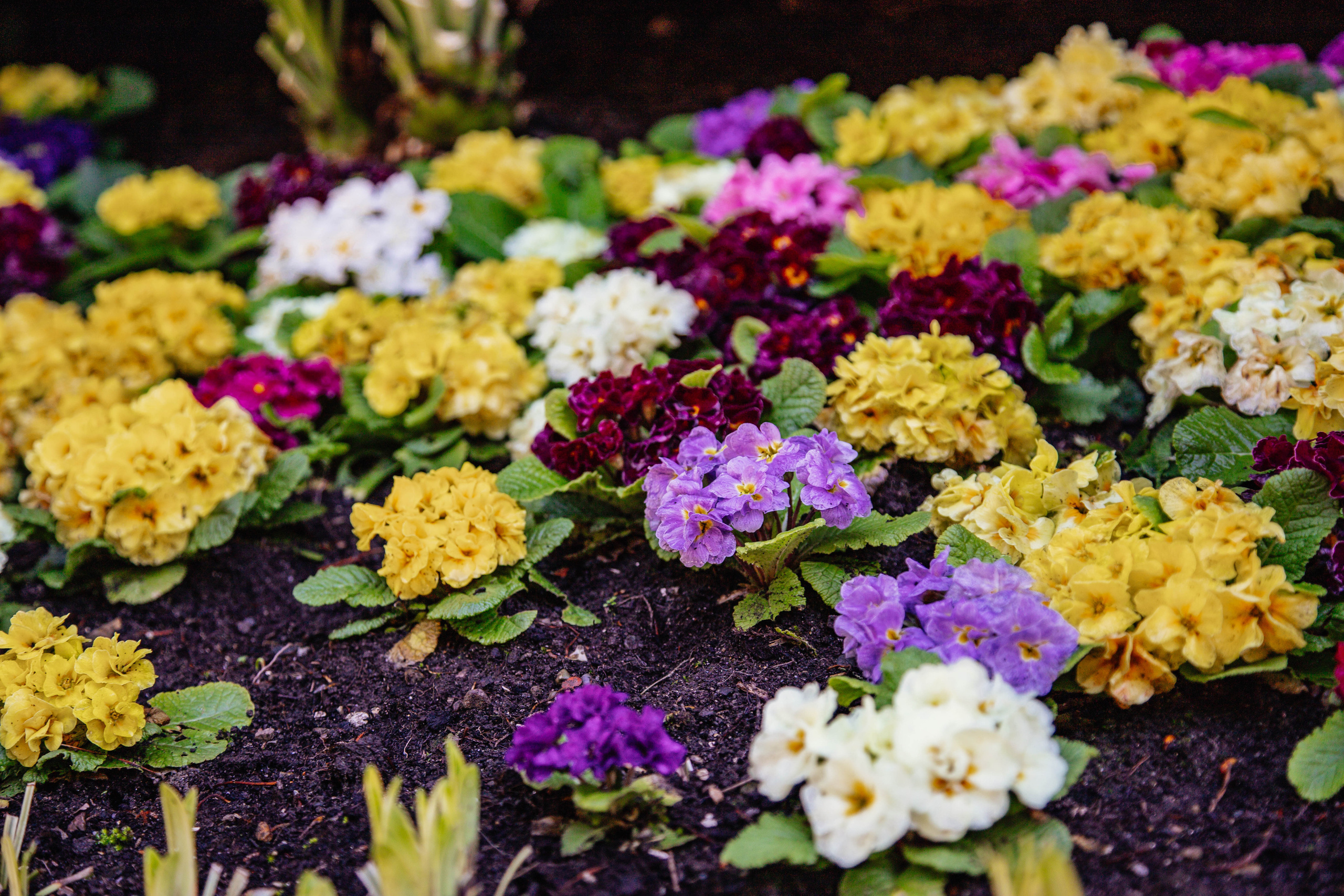 Апрельская прогулка в парке «Южные Культуры». Фотограф Сочи, Адлер, Красная Поляна — Вероника Радченко