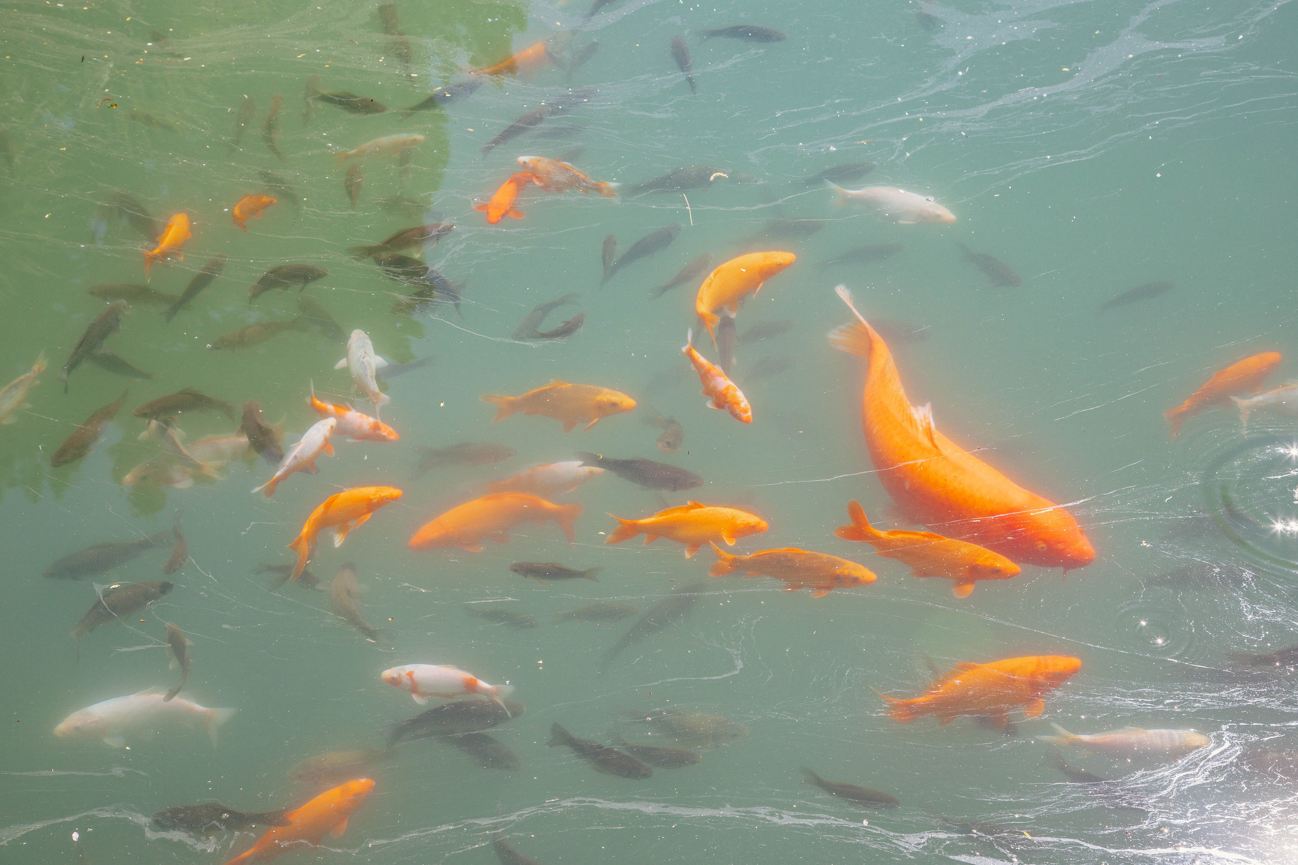 Апрельская прогулка в парке «Южные Культуры». Фотограф Сочи, Адлер, Красная Поляна — Вероника Радченко