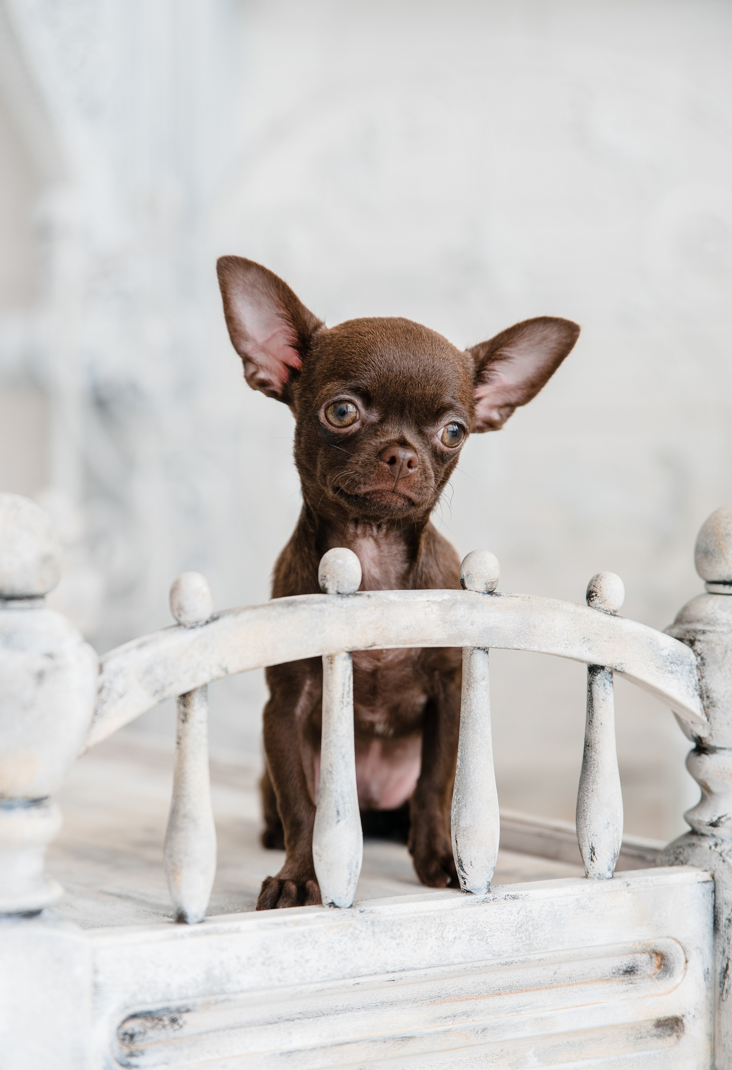 Чихуа Ахуа студия. Главная