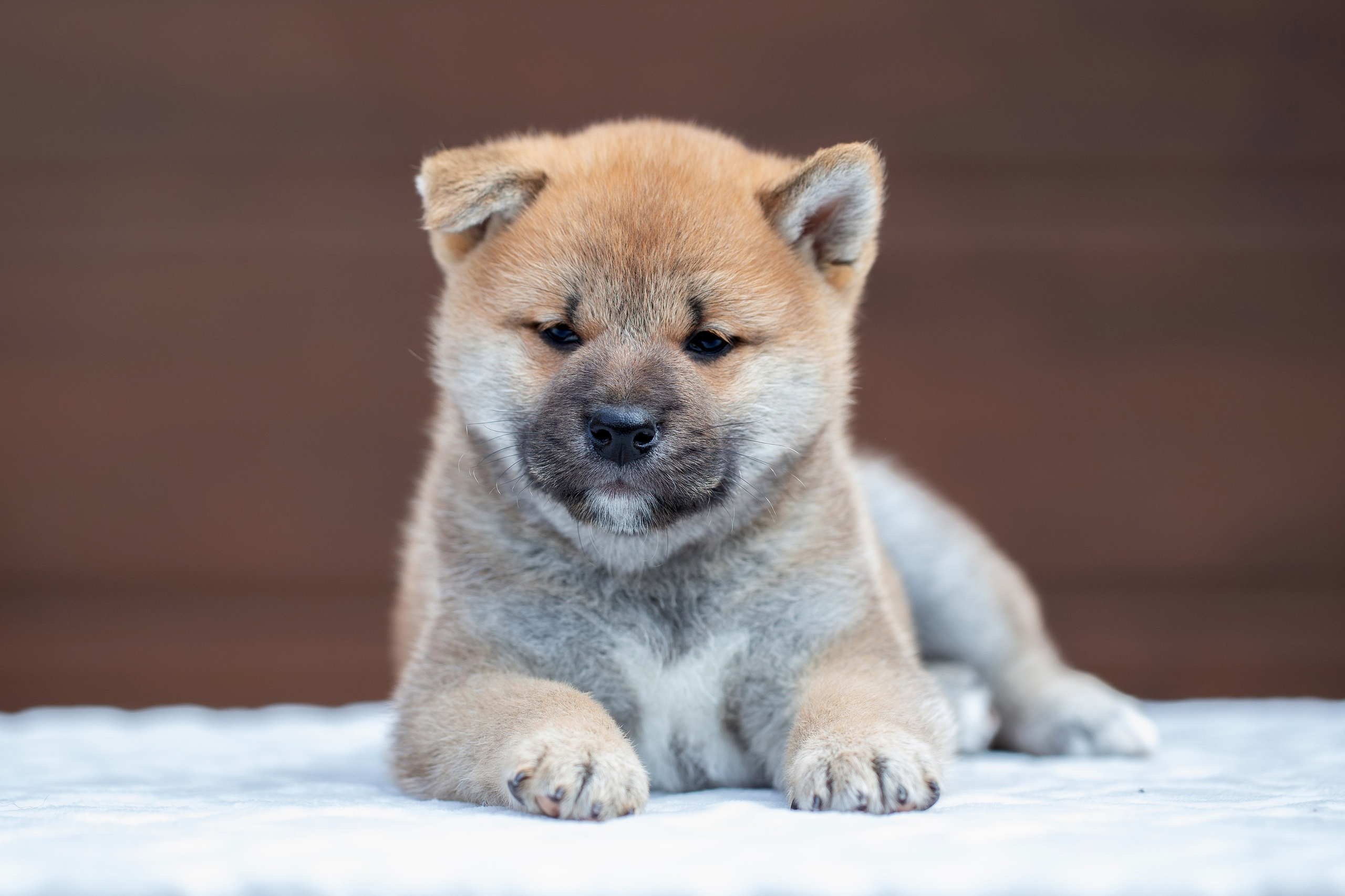 Фотограф анималист в Санкт-Петербурге Ирина Ковалева